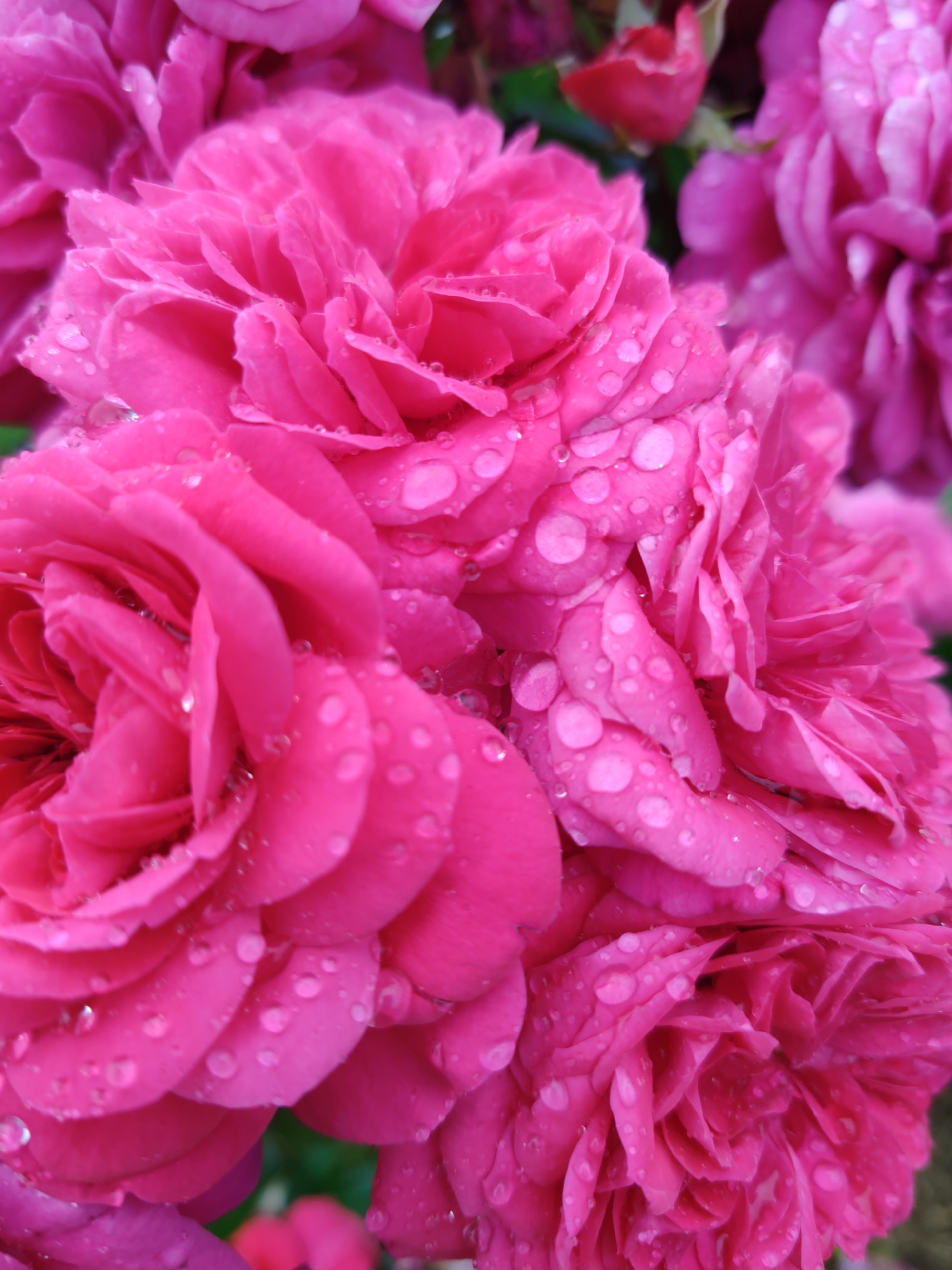 A close-up, eye-level shot captures a cluster of vibrant pink roses, glistening with numerous water droplets. The petals are intricately layered and appear soft, with a slightly blurred background indicating shallow depth of field. The lighting is natural and diffused, highlighting the texture and sheen of the water on the roses. There are no people or man-made objects visible in the frame, suggesting this is a natural or garden setting. The image was taken in Чухлэм, Russia.