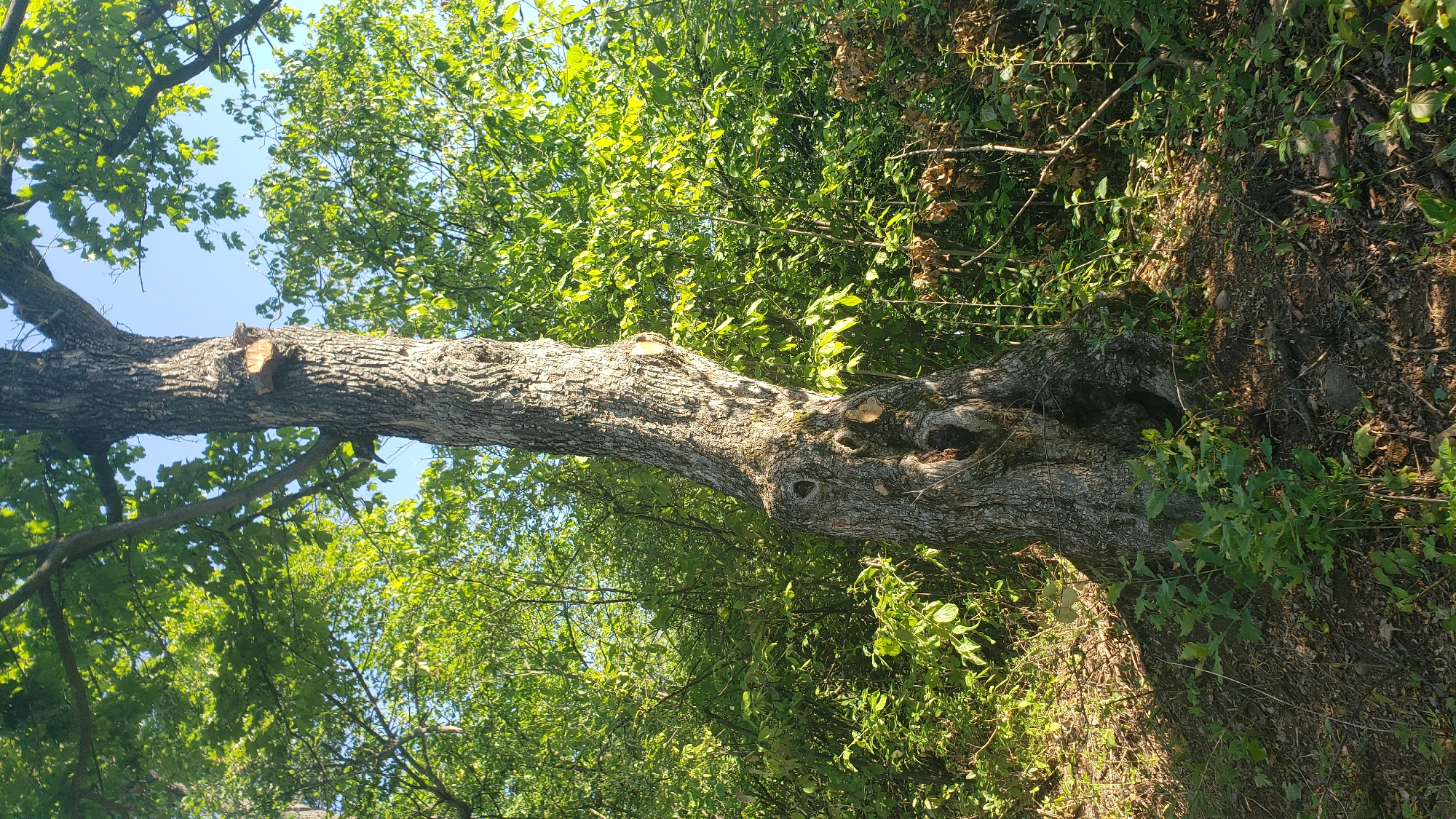A mature tree with a thick, gnarled trunk stands in a forest clearing under a clear blue sky. The tree has a rough, textured bark and several branches covered in lush green leaves. A piece of wood protrudes from the trunk, and two large, dark holes are visible near the base of the tree. The ground around the tree is covered in fallen leaves and small green plants. The surrounding area is dense with trees and foliage, creating a natural, wooded environment. The image appears to be taken in the city of Prešov, Slovakia, within a natural park or wooded area. There are no people visible in the image.