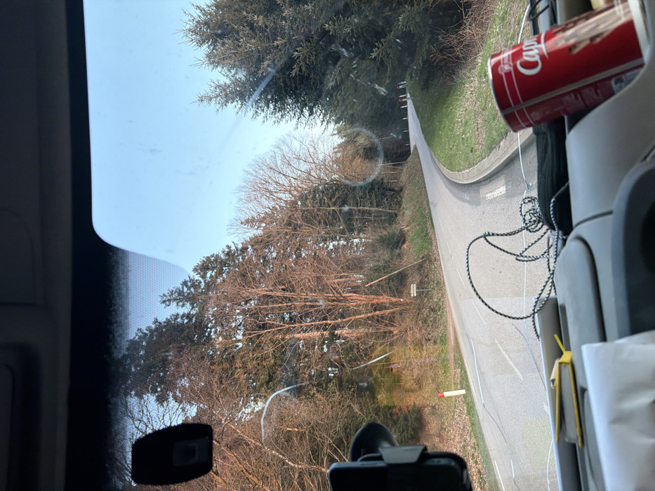The image displays a winding asphalt road through a wooded area in Le Saulcy, France, viewed from inside a vehicle. The road, featuring white dashed and solid line markings, curves rightward and is bordered by a grassy verge and dense forest. A narrower road appears to diverge to the left in the foreground. A red and white marker pole is visible on the left side of the road, along with a small, dark road sign further back. The forest consists of bare deciduous trees on the left and predominantly evergreen conifers on the right. A clear, light blue sky is visible above the tree line. Inside the vehicle, the gray dashboard holds a yellow clip, white paper, a coiled black and white cable, and a red can branded "Capri" featuring a cat. A black phone in a mount is attached to the lower left of the windshield, which shows reflections and minor streaks. An internal device is mounted on the upper left of the windshield. No people are visible.