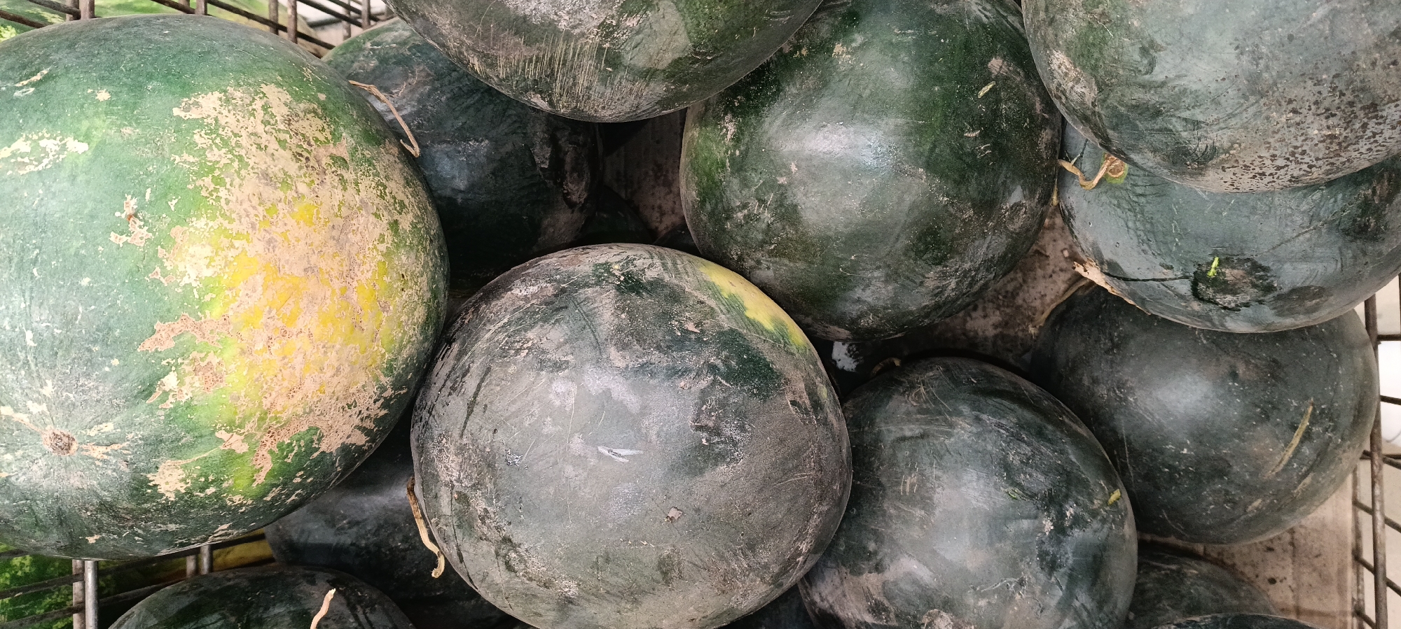 In Kamianka, Ukraine, a close-up, overhead shot showcases a pile of watermelons. The watermelons are predominantly dark green, with some exhibiting patches of lighter green and yellow, particularly the one at the top of the frame which has significant yellowing and lighter green markings. Their surfaces appear dusty and slightly textured. They are arranged in a metal basket or crate, with visible grid lines at the bottom of the image. The overall lighting suggests an outdoor or well-lit indoor setting.