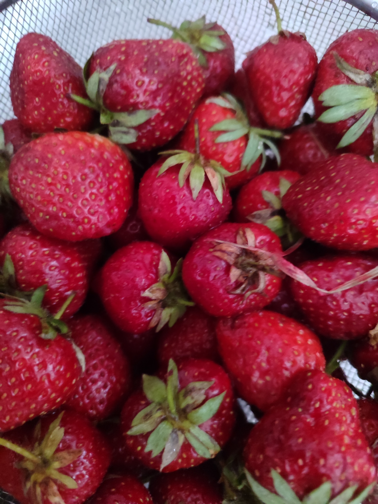This is a close-up, overhead shot of a basket filled with ripe strawberries. The strawberries are a vibrant red with visible seeds dotting their surfaces. Some have green stems and leaves attached, indicating they are freshly picked. The basket appears to be made of a wire mesh, with its texture visible in the background. The lighting suggests it could be daytime, likely outdoors given the natural subject matter. The overall impression is one of abundance and freshness, likely a summer harvest. There is no visible text in the image. The location context of Sochi, Russia, suggests these strawberries might be a local seasonal fruit, enjoyed during the warmer months in that region.