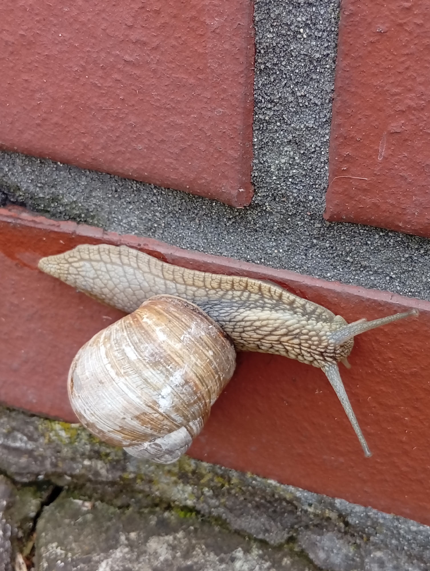 A snail is slowly crawling on a textured red brick wall. The snail's body is extended, with its head and eyestalks visible, and its coiled shell is positioned to the left. The wall has a rough, granular texture and is bordered by a strip of dark, pebble-like material. The lower part of the image shows a grey, cracked surface, possibly concrete or stone, with some moss. The scene is an outdoor environment, likely a garden or exterior wall of a building in Kiełczów, Poland.