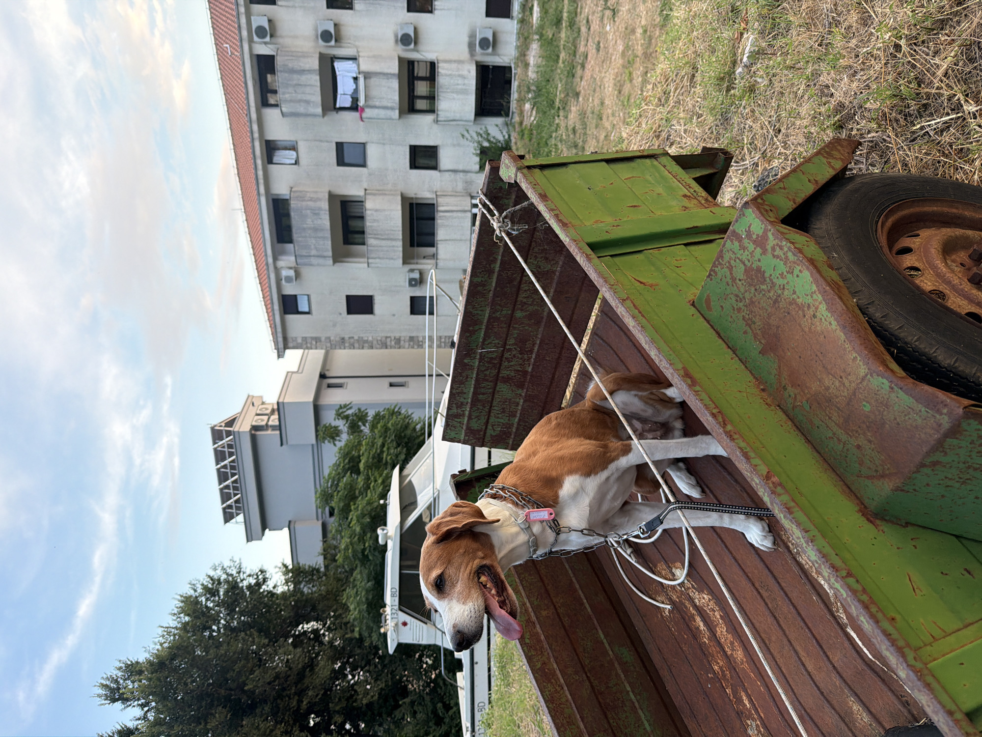 A tan and white dog with its tongue hanging out sits in a rusty green trailer in Petrovac na Moru, Montenegro. The trailer has a wooden floor with visible wear and tear. In the background, a white boat is docked, and behind that, there are apartment buildings with balconies and air conditioning units. The sky is a pale blue with scattered clouds, and the ground is covered in dry grass. The scene appears to be outdoors during daylight.