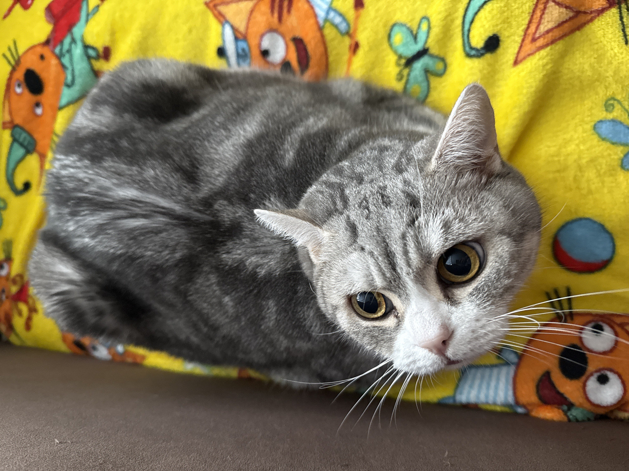A gray tabby cat lies on a yellow blanket with cartoonish animal drawings. The cat's head is turned towards the camera, showing its large golden eyes and white whiskers. The blanket is resting on a brown surface. The location is the city of Chaikovsky, Russia.