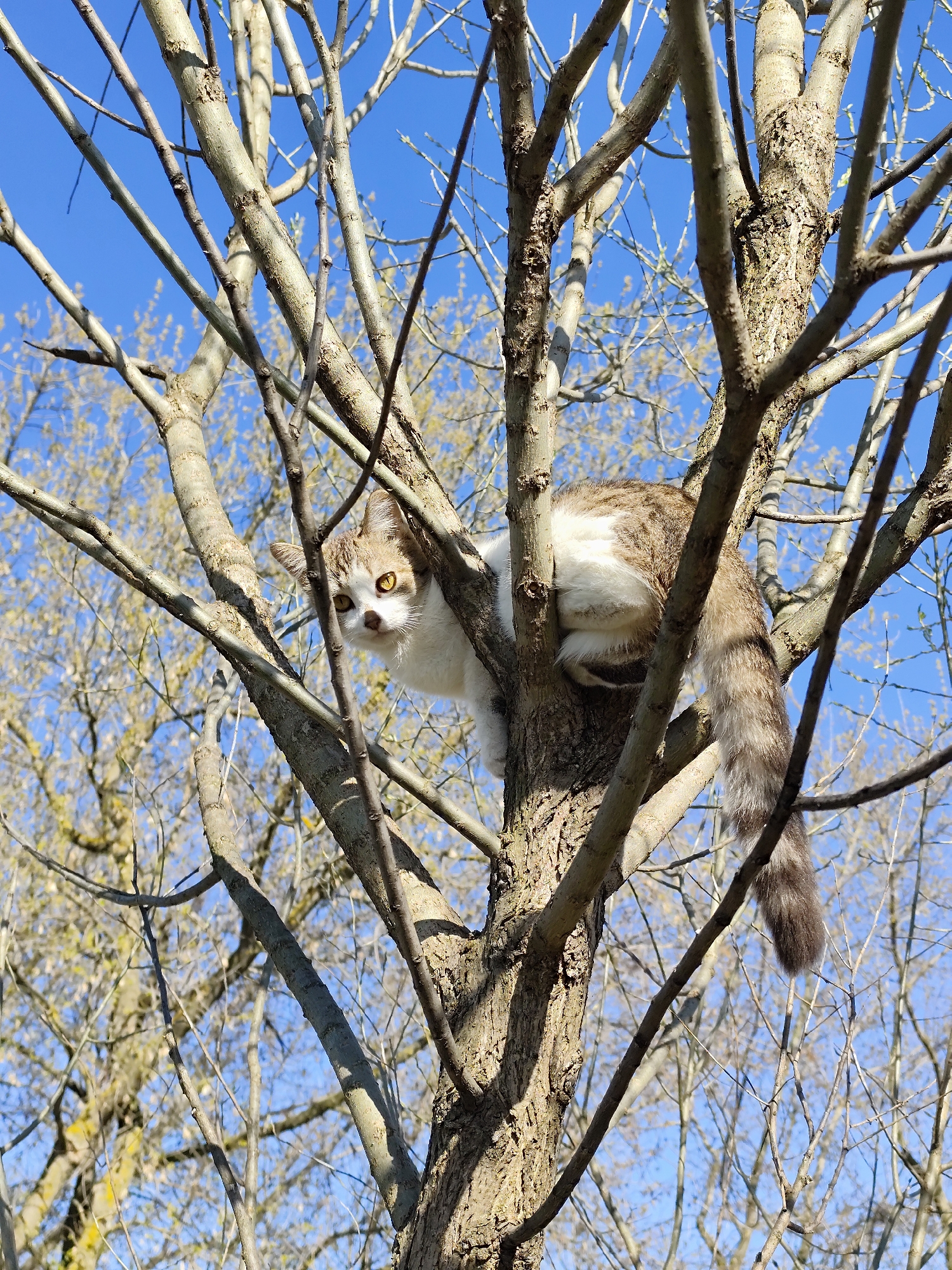 A cat is perched in a bare tree, looking directly at the camera. The cat is white and brown with yellow eyes and a long, bushy tail that hangs down. The tree has numerous branches, and the clear blue sky can be seen in the background. Other trees, similarly bare, are visible in the lower background. The location is Фоки, Russia.
