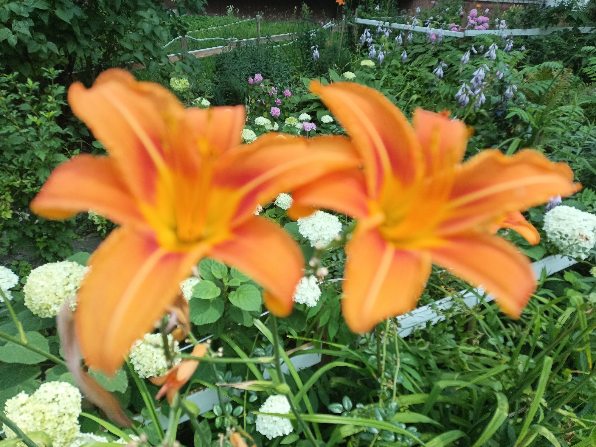 This is a close-up, slightly out-of-focus photograph of a garden in Lviv, Ukraine. In the foreground, two vibrant orange lilies with yellow centers are prominently displayed, their petals partially obscuring the background. Behind the lilies, a variety of other flowers and greenery can be seen. White hydrangea blooms are visible in the lower left and right corners, as well as interspersed throughout the middle ground. There are also clusters of delicate pale purple flowers in the mid-background, possibly hosta flowers, and some small pink flowers further back. The overall environment appears to be a lush and well-maintained garden, with lush green foliage forming the backdrop. A white fence or railing is visible in the mid-ground, separating different areas of the garden. The lighting suggests it is daytime.