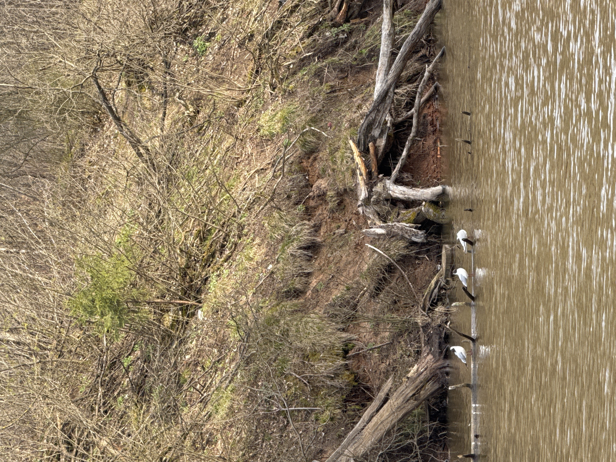 This vertically oriented image depicts a natural scene where a body of water meets a wooded bank. The right side of the frame is dominated by a calm, brownish-tan body of water, possibly a river or lake, featuring numerous elongated white reflections that suggest ripples and bright sunlight.
The left side of the image shows a steep, overgrown bank covered in dense, mostly bare tree branches and shrubs, characteristic of a late autumn or winter landscape. Patches of brown earth, dried grasses, and some sporadic green foliage, including a prominent bright green bush in the upper-middle section, are visible among the branches. Several fallen tree trunks and branches extend from the bank, partially submerged in the water.
Three white birds, likely egrets, are perched on these submerged logs and branches close to the shoreline. One is visible in the lower right, another near the center-right, and a third in the upper right portion of the water. They appear to be resting or possibly foraging.
No people are visible in the image. The bright reflections on the water indicate daylight, likely midday or afternoon. The scene captures a tranquil natural environment, located in Izhevsk, Russia. There is no visible text.