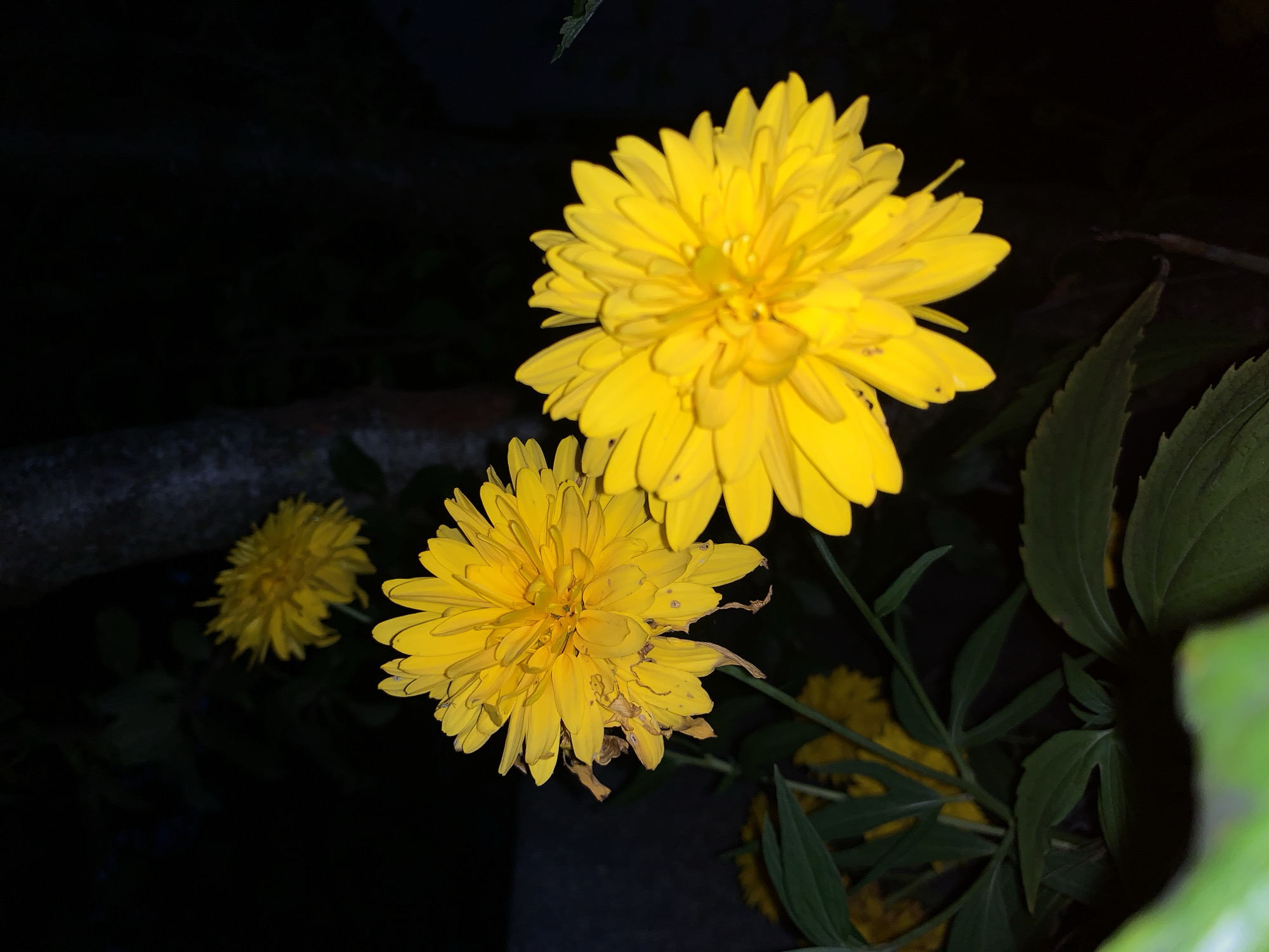 The image depicts a close-up, low-light view of two vibrant yellow, multi-petaled flowers in full bloom. The flowers are the primary subjects, with their detailed petals and textures clearly visible despite the darkness. In the background, a dark, blurred tree trunk and more out-of-focus yellow flowers suggest a garden setting. Some green leaves are visible in the foreground and mid-ground. The overall impression is of a nighttime garden scene. There are no people or specific identifiable landmarks present that would indicate a precise location within Kapyĺ, Belarus.