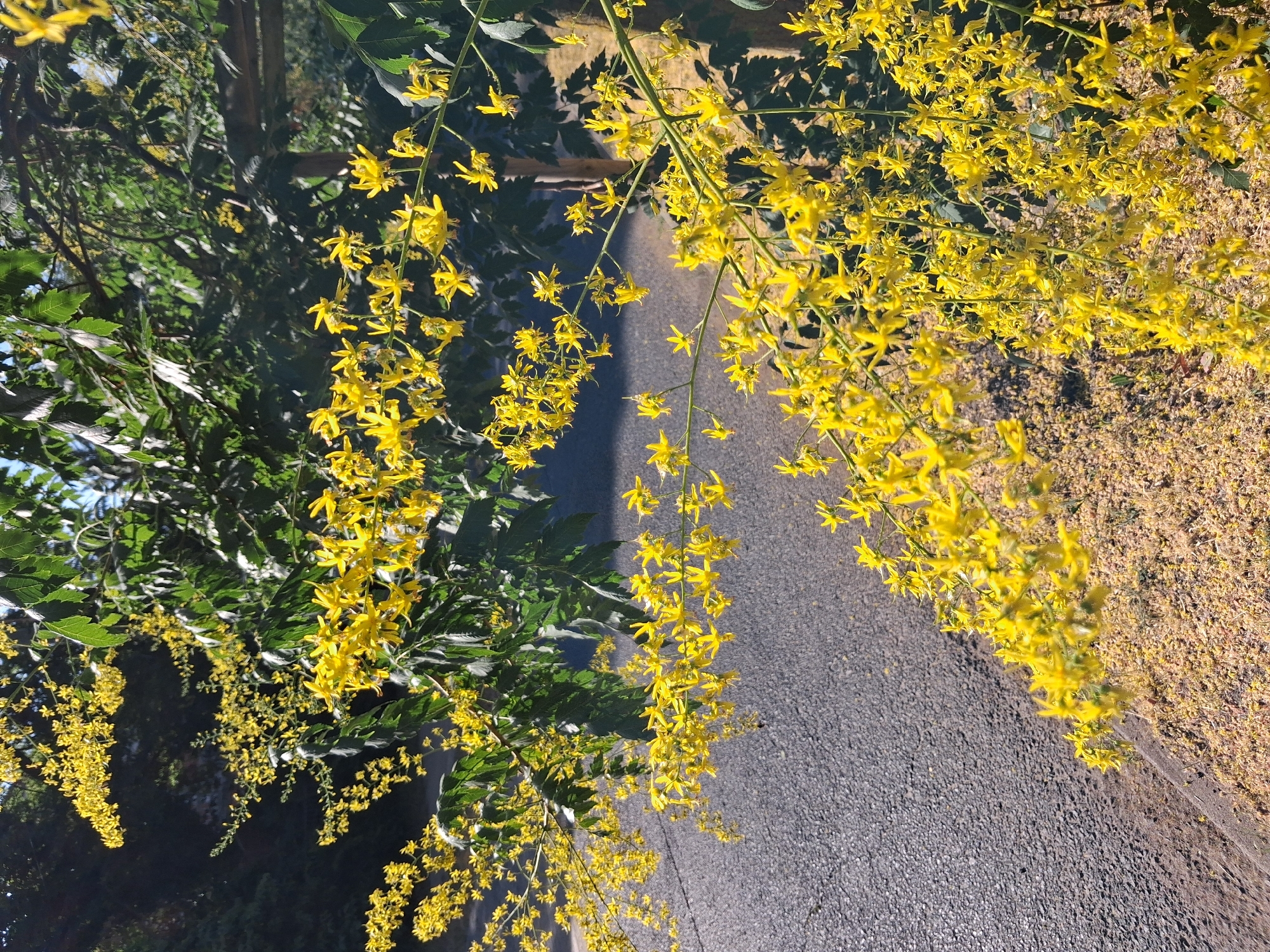 The image shows a close-up of a tree with bright yellow flowers, drooping from its branches. The flowers are small and star-shaped, clustered together on long, delicate stems. The tree's leaves are a deep green, providing a contrast to the vibrant yellow blooms. The branches of the tree are visible, some bare, and others covered in leaves and flowers.
The background is a mix of dappled shade and sunlight, suggesting a warm, sunny day. A dark gray asphalt road runs diagonally across the frame, bordered by a sandy or gravelly area covered in fallen yellow petals. The light indicates it is likely midday or early afternoon. The overall scene is natural and serene, evoking a sense of peace and natural beauty. There are no people or man-made objects other than the road. The setting appears to be outdoors, possibly a park or roadside in Budapest, Hungary.