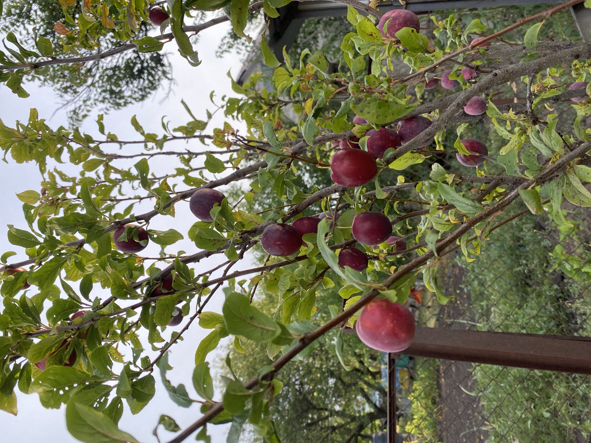 This image depicts a plum tree laden with ripe fruit, set against a backdrop of a cloudy sky and a rural or suburban environment. The tree has thin, multi-branched limbs and green leaves, some of which are tinged with yellow, suggesting the late summer or early autumn season. Plums of varying shades of red and deep purple are clustered on the branches. In the background, a chain-link fence and some greenery are visible, along with a hint of a building structure. The overall scene suggests a domestic orchard or garden setting, possibly in the city of Kropyvnytskyi, Ukraine, given the context provided. There are no people or animals visible in the image, and the focus is entirely on the fruit-bearing tree and its immediate surroundings.