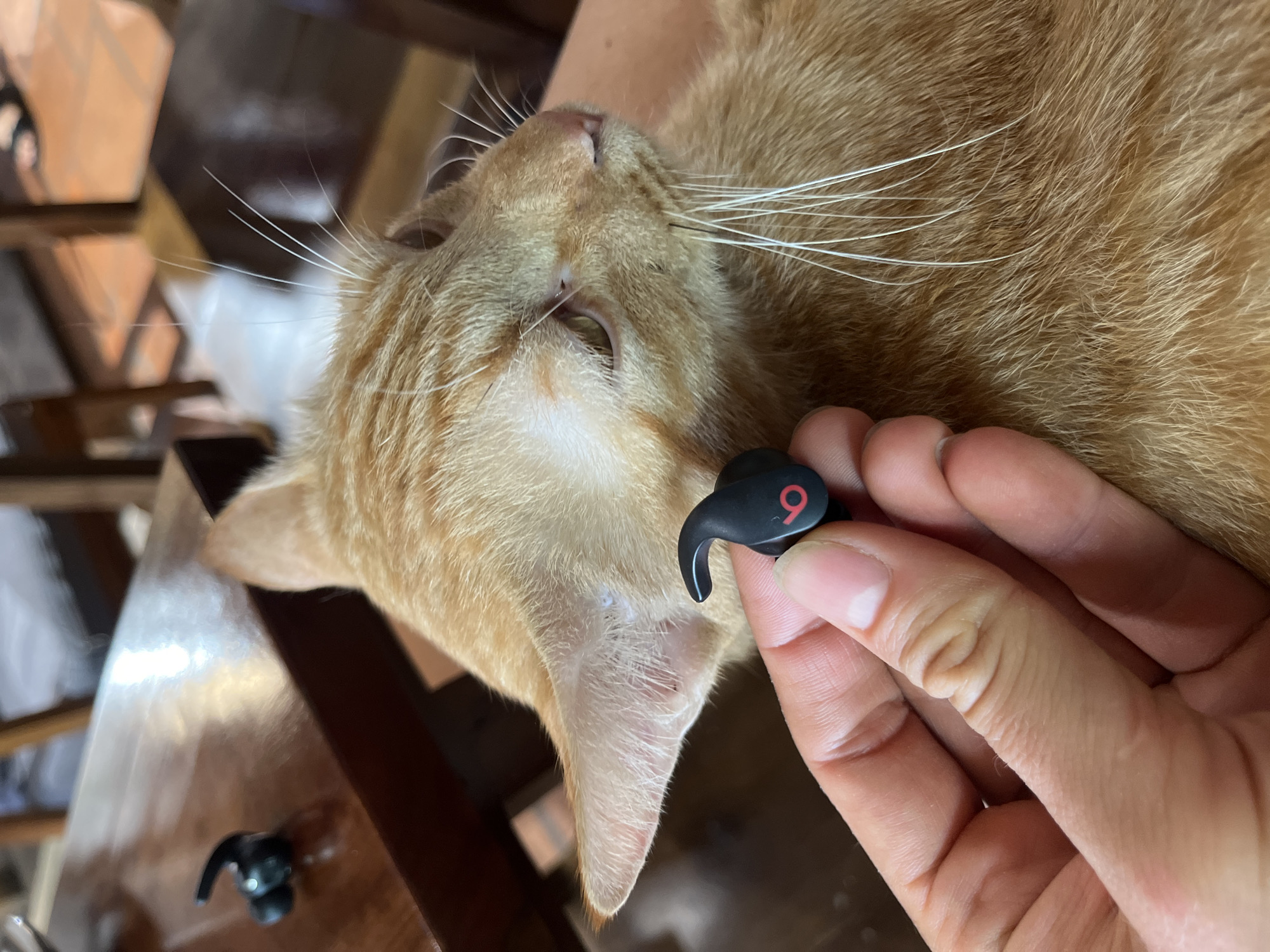 An orange tabby cat is being held by a person's hand in what appears to be a residential setting in Phu Thuy Ward, Vietnam. The cat's left ear is visible, and the person is holding a black wireless earbud with a red "b" logo near the cat's ear. Another black wireless earbud is visible on a wooden table in the background. The scene suggests a casual moment at home, possibly involving a pet and personal electronics.