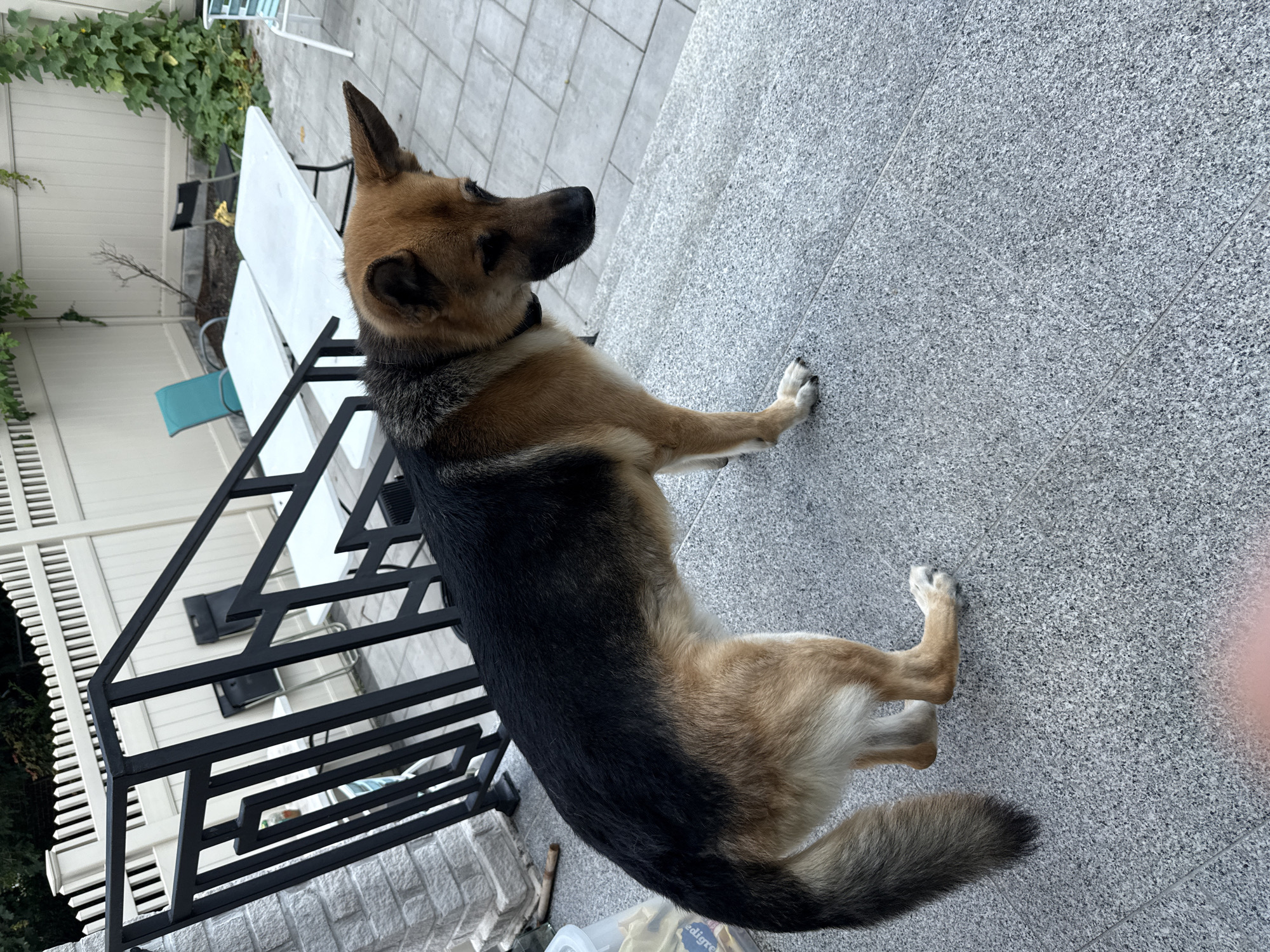 A German Shepherd dog stands on a grey speckled patio at the bottom of a black metal staircase. The dog is facing to the right with its head lowered. Behind the dog and staircase, there are two white folding tables and several chairs. A white picket fence encloses the backyard. Green vines grow up the fence in the background. The overall scene suggests a residential backyard in a suburban or urban setting. The specific location in New York City, United States of America, is not discernible from the image.