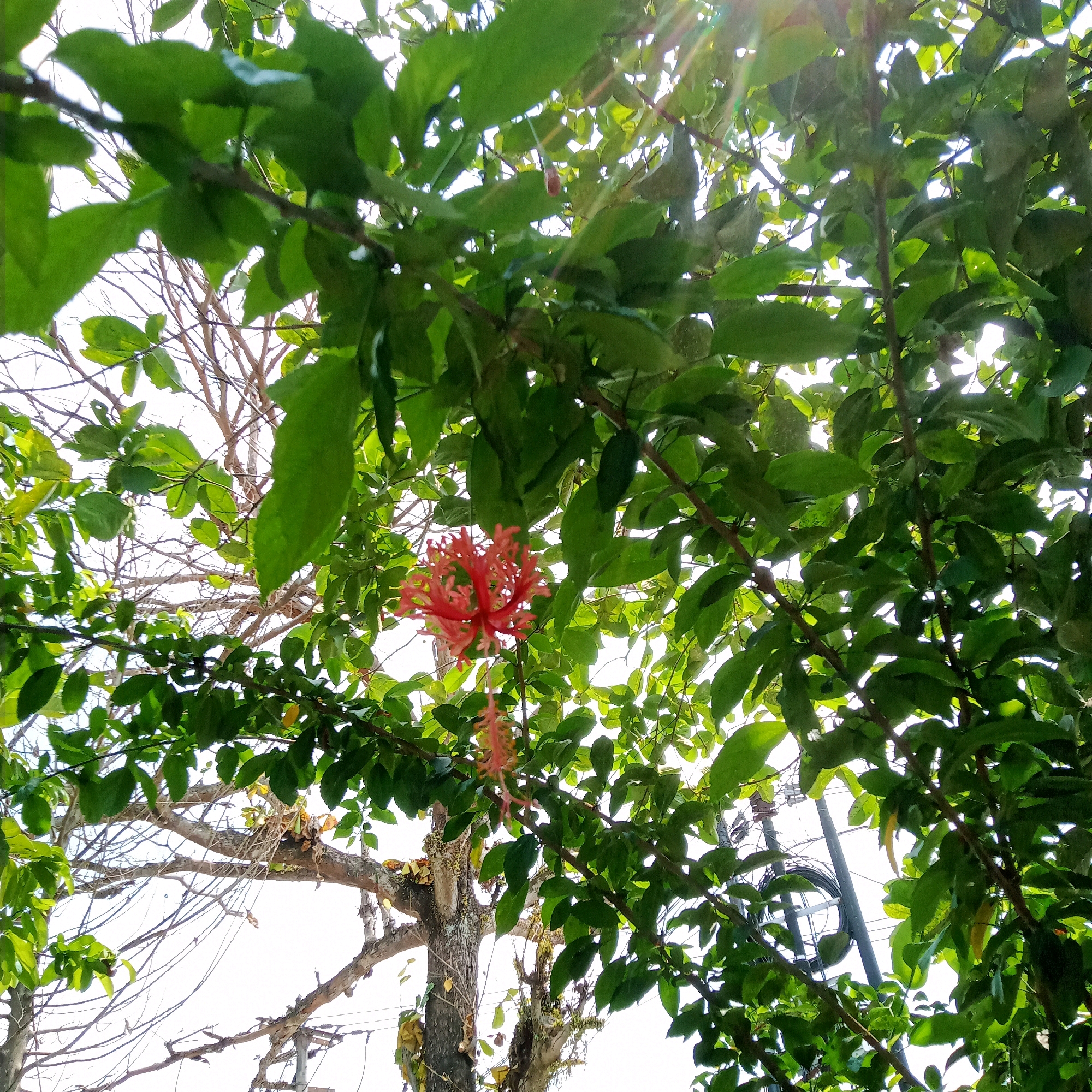 The image captures a low-angle view looking up through the branches and green leaves of a tree. A vibrant red, spiky flower, possibly a Coral Hibiscus (Hibiscus schizopetalus), hangs prominently in the center of the frame, with another similar bloom visible below it. Sunlight filters through the foliage, creating bright highlights and lens flare in the upper portion of the image. In the background, through the gaps in the leaves and branches, a clear, bright sky is visible, along with the trunk and bare branches of another tree. Electrical poles and wires are also faintly discernible in the upper right background, suggesting an urban or suburban environment. The scene is likely located in Purwakarta, Indonesia, given the presence of tropical foliage and electrical infrastructure common in such areas. There are no people or animals visible in the image.