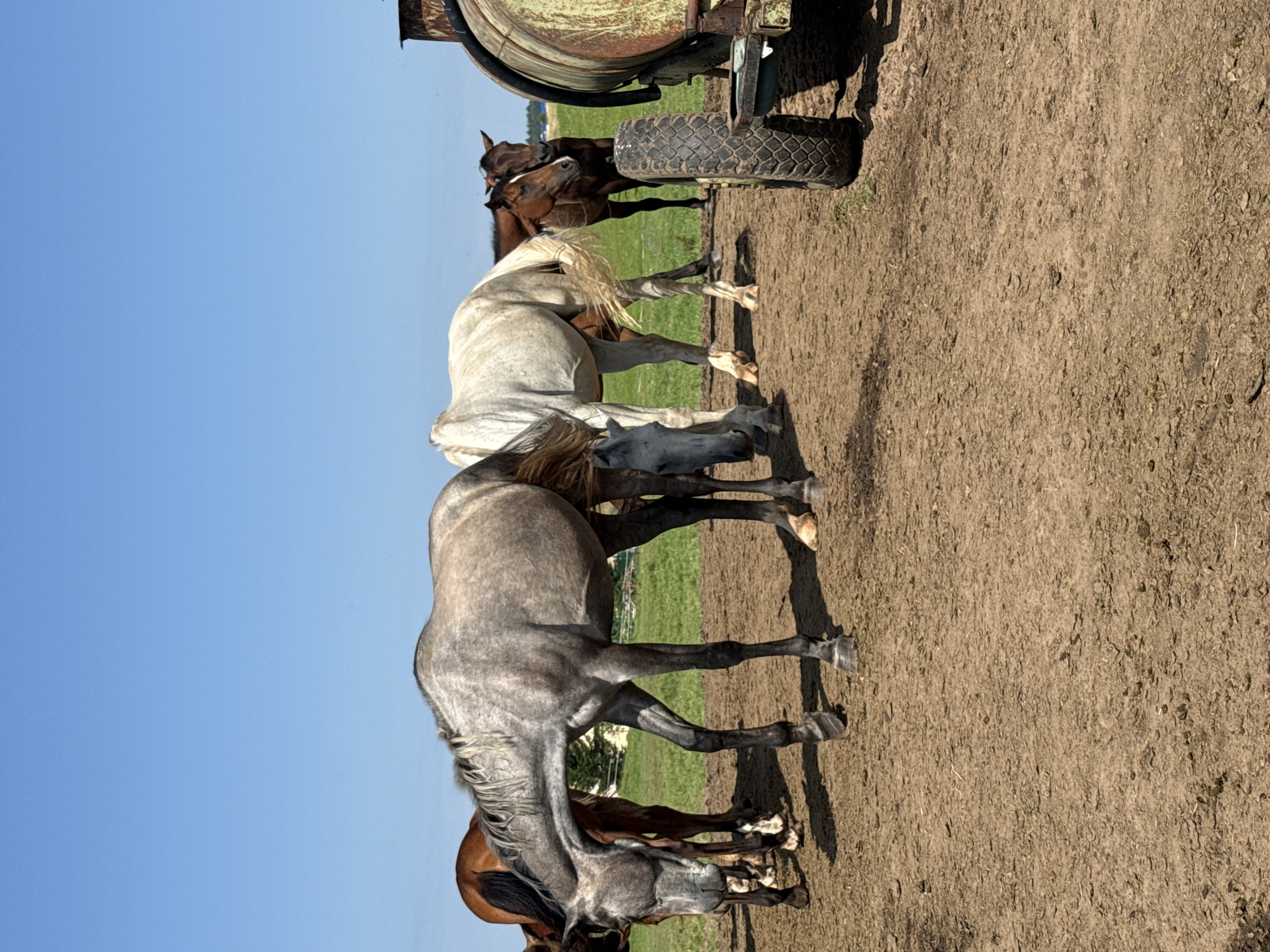 A herd of horses stands on a dry, dusty ground in an outdoor enclosure. The horses are of various colors, including gray, white, and brown. Some horses are grazing, while others are standing and looking around. The enclosure appears to be part of a farm or stable, with a fence and some trees visible in the background. A large, rusty metal tank on wheels is parked to the right of the frame, suggesting it may be used for watering the animals. The sky is clear and blue, indicating a sunny day. The image captures a peaceful scene of horses in their natural habitat. The location is identified as Galinė, Lithuania.