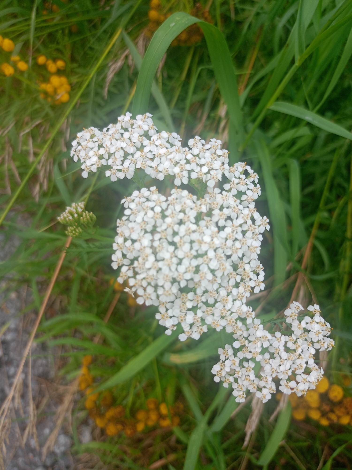 A close-up, vertical shot captures a cluster of white yarrow flowers in a natural outdoor setting, likely a park or meadow within the city of Zlatoust, Russia. The flowers are dense and appear to be in full bloom, with numerous small, white petals surrounding a yellow center. They are surrounded by tall green grass and some out-of-focus yellow wildflowers or ground cover in the background. The lighting suggests it might be daytime with diffuse light, perhaps overcast or early morning/late evening. There are no people or animals visible in the image. The scene is peaceful and focuses on the delicate beauty of the wildflowers.