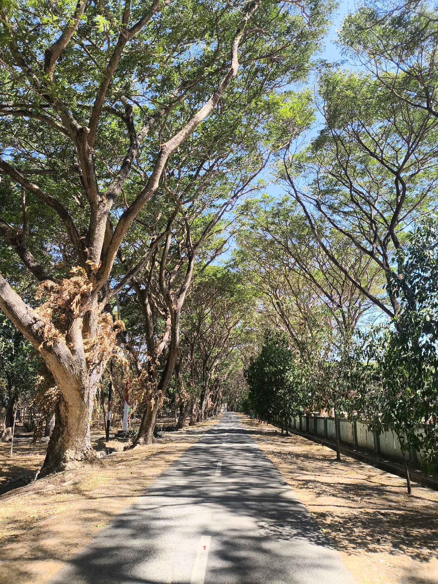 An upward-angle, full shot captures a paved road lined by a dense canopy of trees with large, gnarled branches and vibrant green leaves. The sky, a clear bright blue, is visible through the branches. The road is grey asphalt with a white center line and is partially shaded by the trees, creating a dappled light effect on the ground. On the right side of the road, a low, light-colored wall runs parallel, with evenly spaced vertical decorative elements. Beyond the wall, more trees and foliage are visible. The left side of the road features a dirt shoulder with scattered dry leaves and the bases of several large trees. The scene suggests a tree-lined avenue or street within a park or a quiet residential area. The location is identified as Unknown, Indonesia.