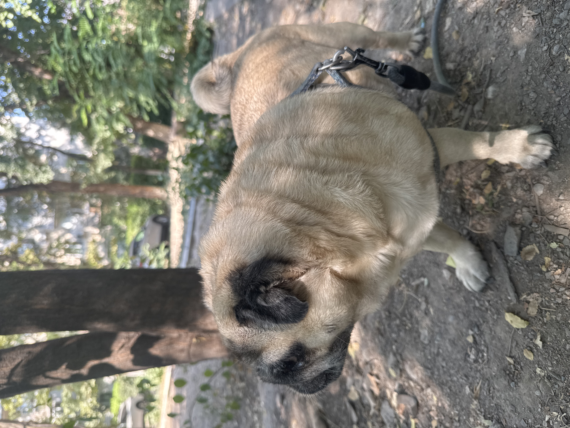 A fawn-colored pug with black markings around its eyes and ears stands on a dirt path in an outdoor, shaded area. The dog is wearing a harness and leash. Trees with dappled sunlight filtering through their leaves are visible in the background. In the distance, a blurred image of cars and buildings suggests an urban setting, possibly Bishkek City, Kyrgyzstan. The ground is covered with dirt, small stones, and fallen leaves. The pug is facing left and appears to be looking attentively at something off-camera. The overall scene depicts a dog on a walk in a park or residential area.