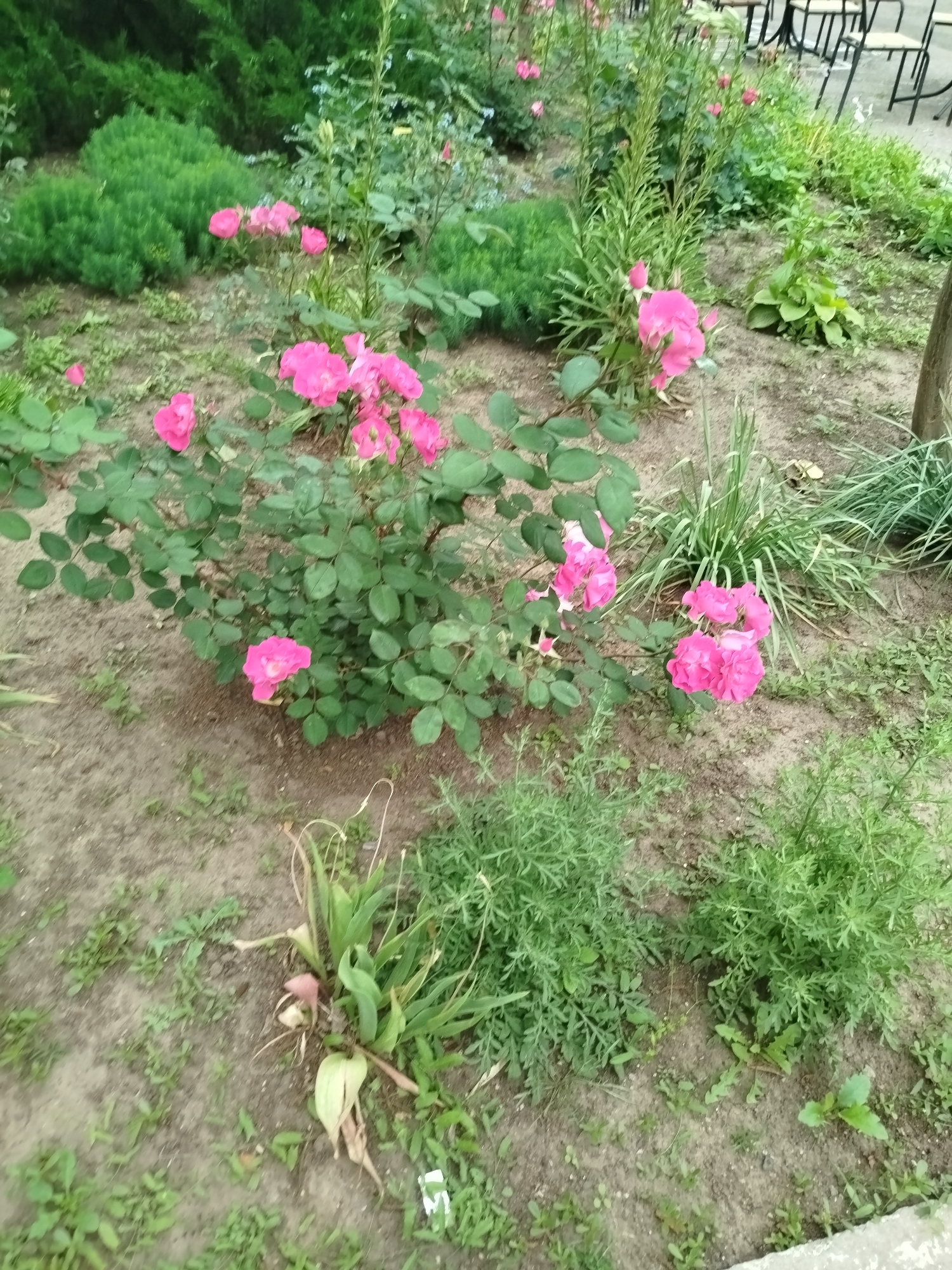 This is a medium-angle, full-shot photograph of a garden area with pink roses in bloom. In the foreground, a rose bush with numerous bright pink roses and green leaves occupies the lower left and central portions of the frame. To the right of the rose bush, a patch of thin, green grass grows, and further to the right, a wooden post is partially visible. The ground is covered in dirt and scattered green weeds. In the background, more green foliage and bushes are visible, along with what appears to be outdoor furniture, including chairs and tables, suggesting a public space like a cafe or restaurant patio. The lighting suggests an overcast day. The location is Unknown, Unknown.