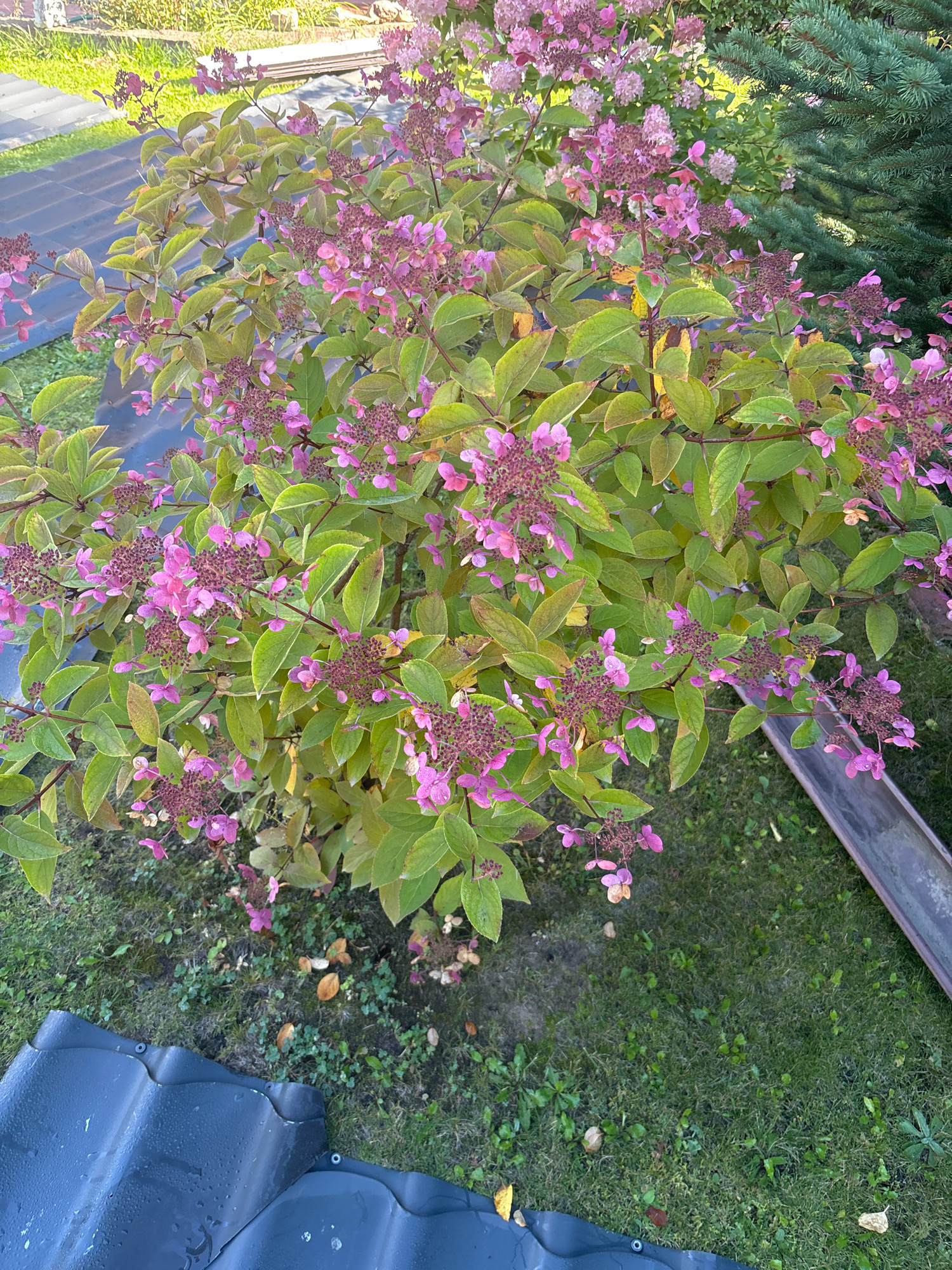 The image captures an outdoor scene featuring a flowering bush with pink blossoms and green leaves, set against a backdrop of grass, a metal trough, and what appears to be roofing material. The bush is dense and appears to be in a garden or yard setting. To the right of the bush, a weathered metal trough runs horizontally. In the foreground, dark, possibly wet, roofing tiles are visible. The ground is covered in grass with some scattered dry leaves. The overall impression is of a natural setting possibly in a residential area. The location of Zhavoronki, Russia, is an external detail not directly discernible from the visual content of the image.