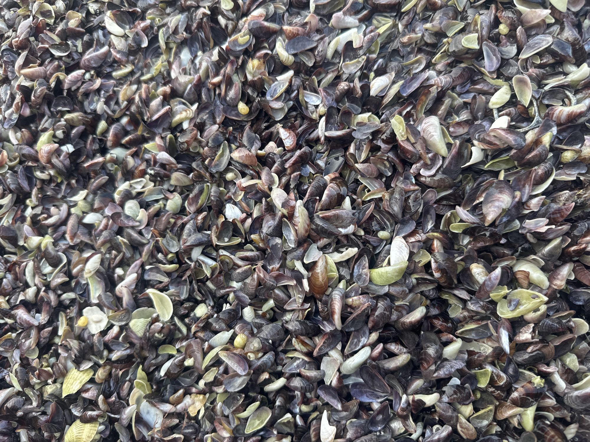 The image is a close-up, overhead shot of a large pile of small, broken mussel shells. The shells are predominantly dark brown and purple, with some lighter cream and yellow pieces interspersed. The shells are fragmented and overlapping, creating a textured surface. The scene appears to be on the ground, with no other objects or people visible. The location is the shore of the Caspian Sea in Aktau, Kazakhstan, where large quantities of mussel shells are commonly found.