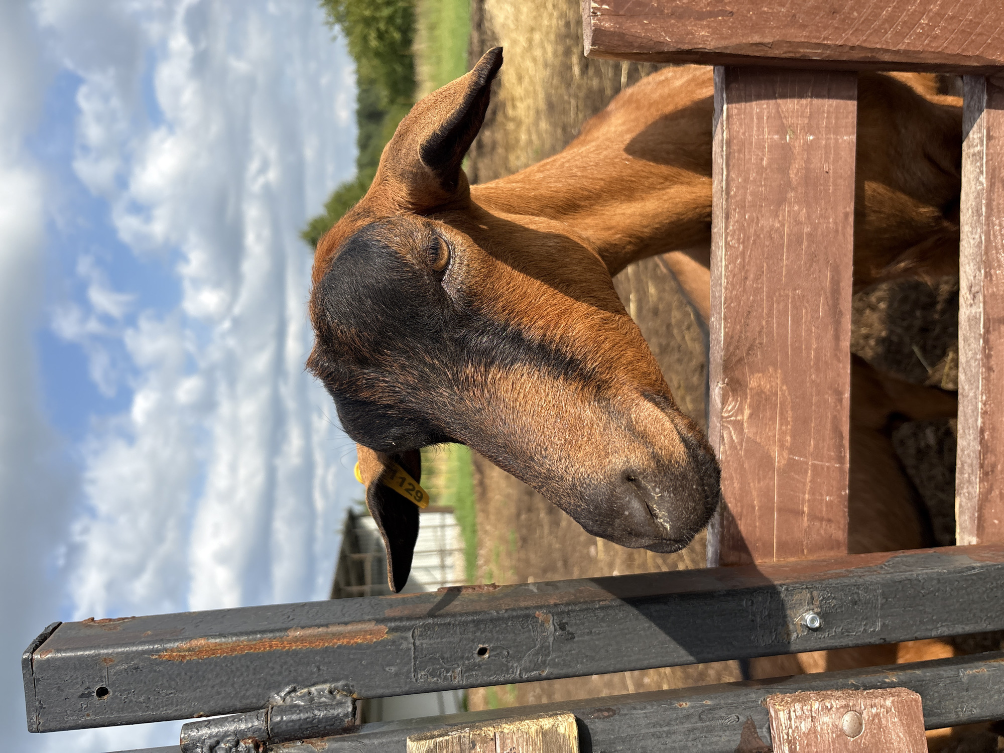 A brown goat with black markings on its face and head is looking to the left, resting its head on a wooden fence. The goat has a yellow tag in its ear with the number "1129" visible. It is standing in an outdoor pen, with a building and trees visible in the background under a cloudy sky. The image appears to be taken in Gor'kovskoe, Russia, likely on a farm or rural property. The scene is calm and natural, capturing a moment of repose for the animal.