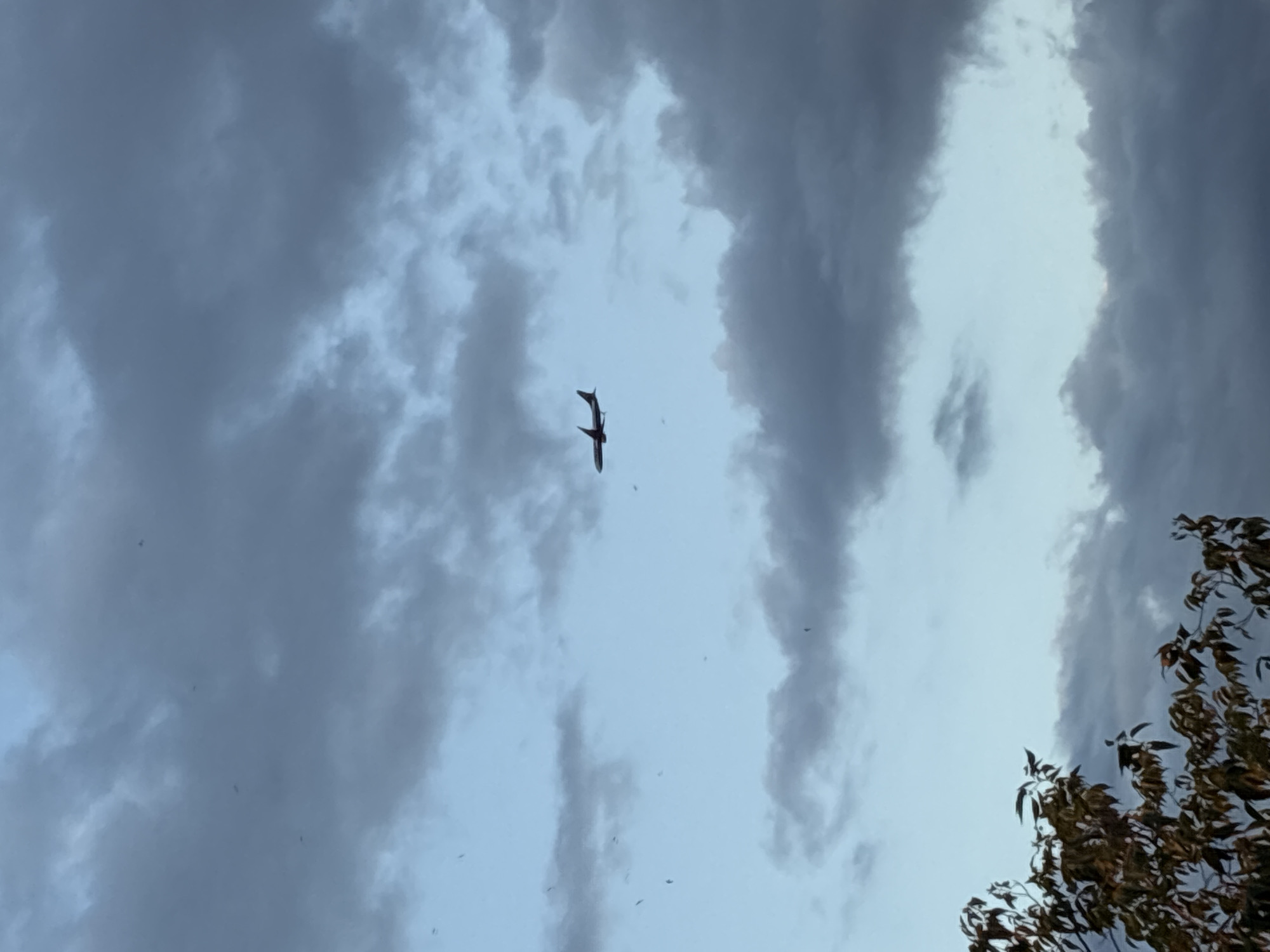 A bird flies in a light blue sky with dark gray and white clouds. Branches of a tree with brown and green leaves are in the lower right corner. The image was taken in Plovdiv, Bulgaria. The location cannot be determined further from the image.