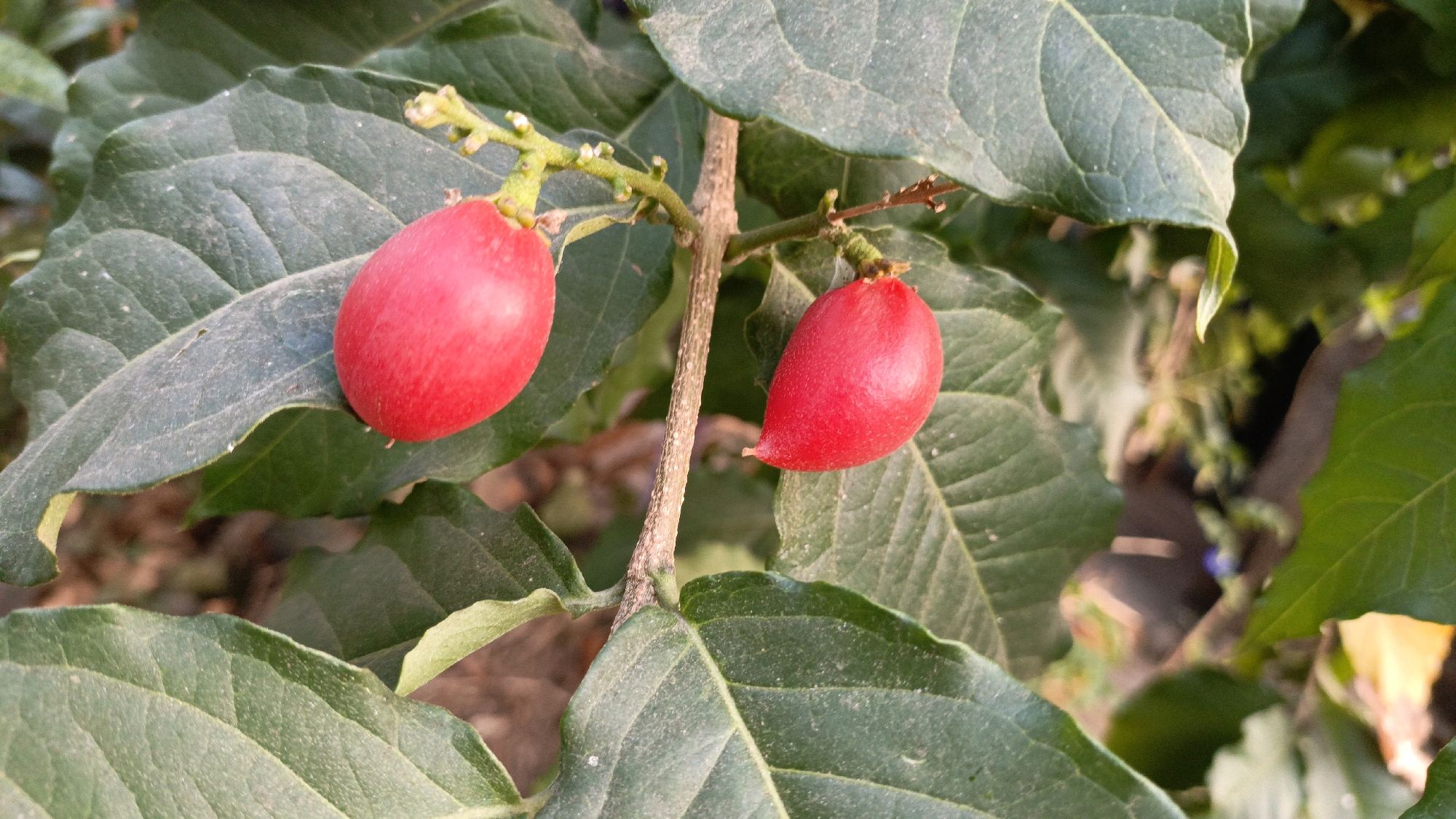 The image displays a close-up of two bright red, elongated fruits hanging from a branch with green leaves. The fruits are smooth and have a slight point at one end. The leaves are large, oval-shaped, and have a matte finish, with some appearing dusty. The background is a blur of green foliage and some muted brown tones, suggesting an outdoor, natural setting. There are no people or man-made objects visible in the frame. The lighting suggests it is daytime, possibly late afternoon, with sunlight illuminating the fruits. This scene is consistent with a fruit-bearing plant found in the lush, tropical environment of Salatiga, Indonesia, a city known for its agricultural landscapes.