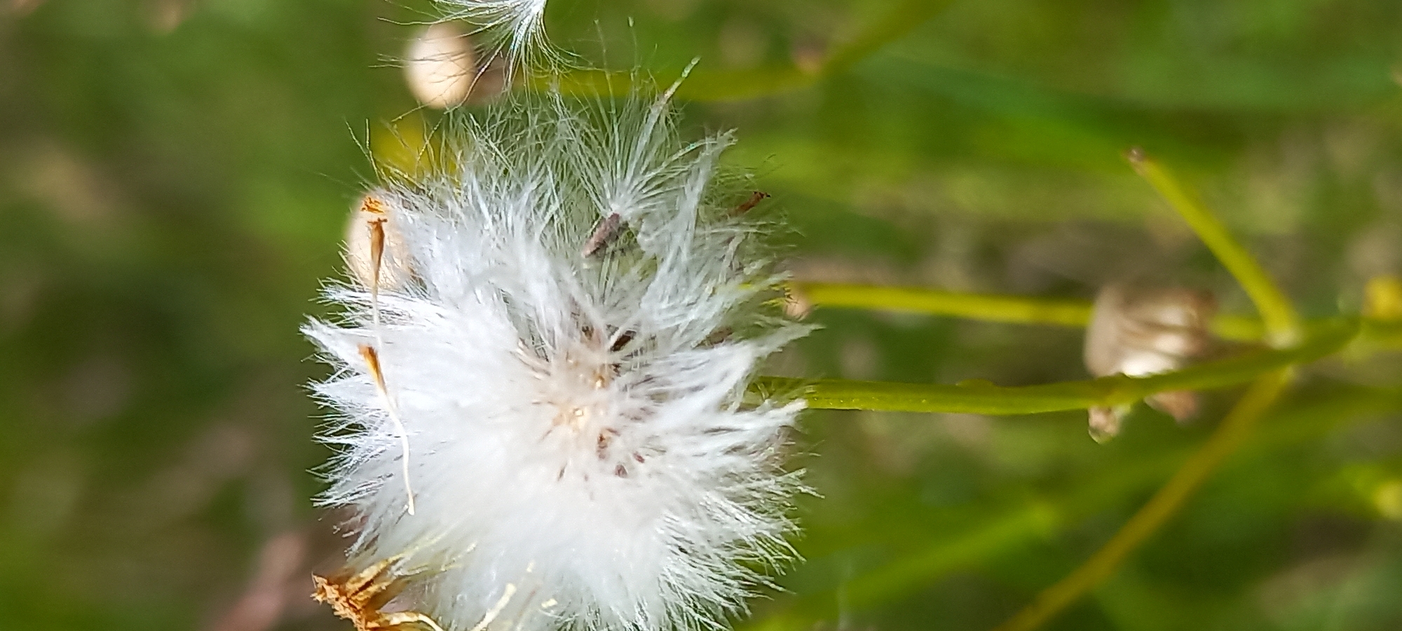 A close-up, macro photograph captures the delicate, fluffy seed head of a plant, likely a species from the Asteraceae family such as a thistle or dandelion that has matured. The spherical seed head, predominantly white, is composed of numerous individual seeds, each equipped with a feathery pappus, enabling wind dispersal. Some of these delicate parachutes appear slightly dislodged or caught in the air, hinting at the potential for dispersal.
The seed head is centrally positioned, slightly offset to the left, and dominates the frame. Its intricate, soft texture is in sharp focus, showcasing fine details of the fibrous plumes. A bright green stem runs horizontally from the right side of the image, supporting the seed head, with smaller, blurred green elements in the background and foreground. The background is a soft, out-of-focus blur of varying shades of green, suggesting a natural outdoor environment filled with foliage or grass. The lighting appears natural, indicative of daytime. There are no visible people, animals, or discernible text. The image focuses on the intricate beauty and natural cycle of seed dispersal in the plant world, set against a verdant, indistinct backdrop. The location context provided is Kryvyi Rih, Ukraine.