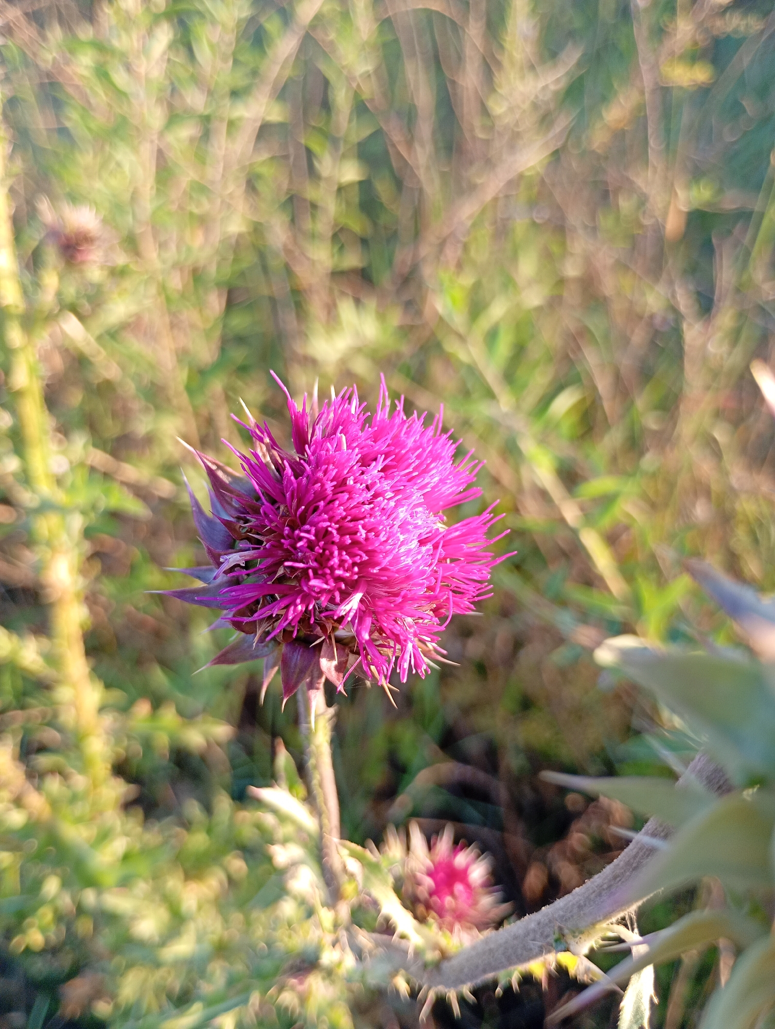 The image shows a close-up of a bright pink thistle flower in the foreground. The flower is in focus, with its spiky petals and a fuzzy center clearly visible. The stem of the flower is also visible, and it appears to be thorny. The background is blurred, showing a field of green and brown vegetation, possibly in the city of Avanhard, Ukraine. The lighting suggests it is either early morning or late afternoon, with the sun casting a warm glow on the scene. There are no people or animals visible in the image.