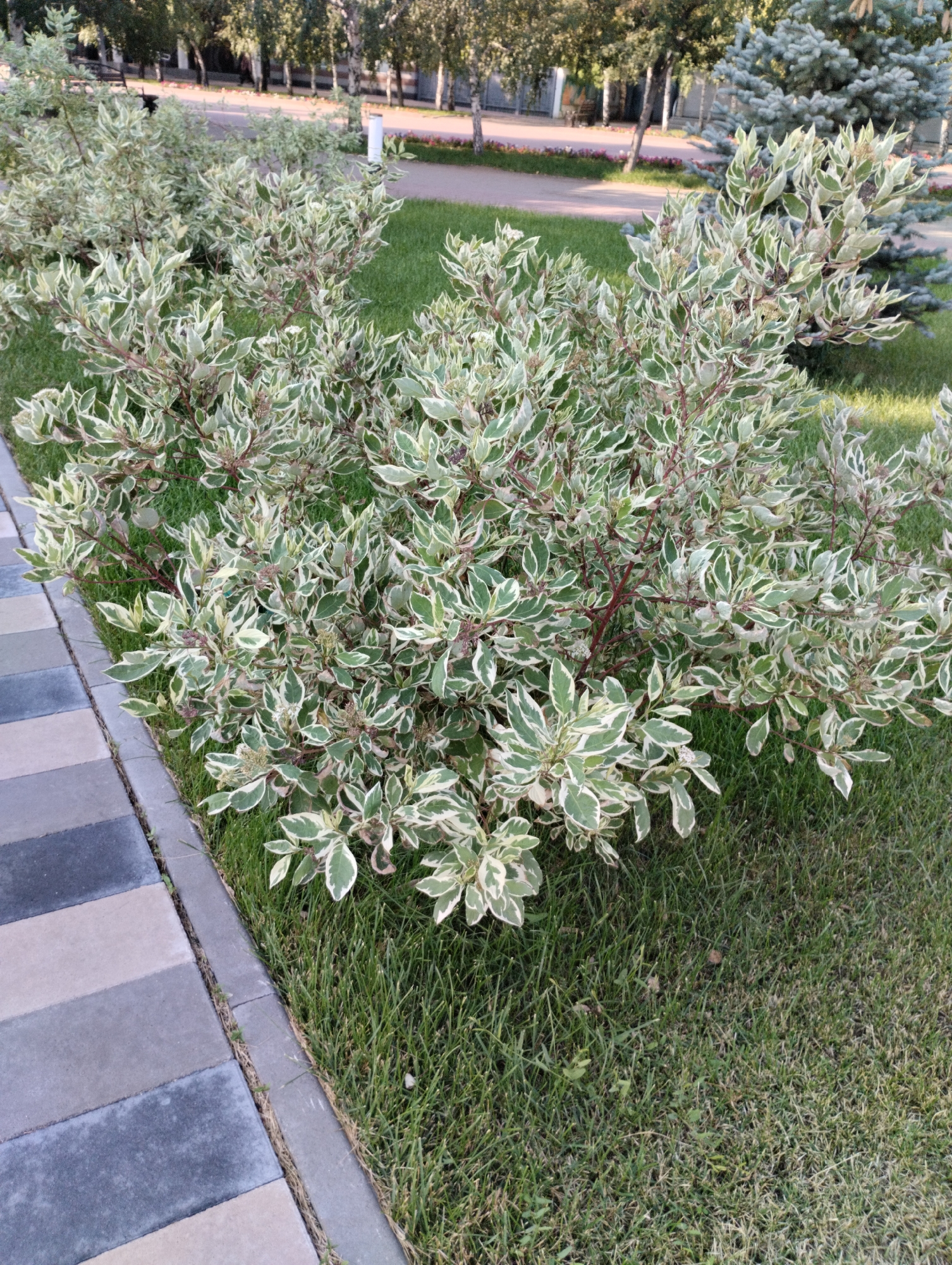 A medium shot shows a variegated dogwood shrub planted in a manicured lawn. The shrub has green leaves with white margins and thin red stems. The lawn is neatly trimmed. To the left of the shrub, a sidewalk made of gray and beige rectangular pavers is visible, bordered by a concrete curb. In the background, a paved path runs through a park-like setting with trees and other shrubs. The lighting suggests it is daytime. This scene is located in the city of Kostanay, Kazakhstan.