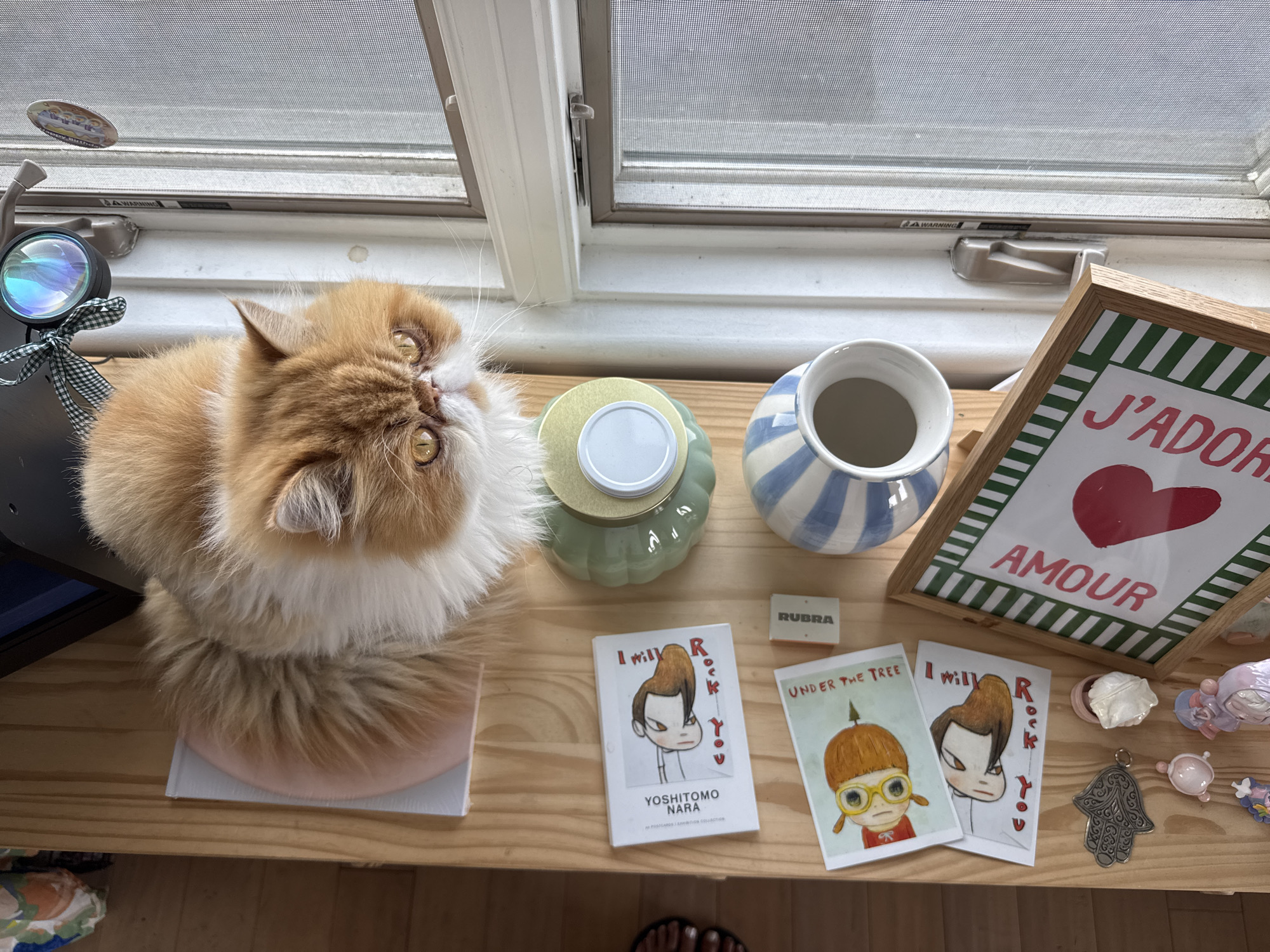 A fluffy, ginger and white Persian cat is the central subject of this high-angle shot, sitting on a light pink cushion atop a white book on a light wooden surface. The cat gazes upwards and slightly to the right with large, golden eyes, suggesting curiosity or observation. Its thick fur creates a soft, round form.
The wooden surface, likely a windowsill or shelf, is decorated with various items. To the cat's left is a small lamp or light source with an iridescent lens and a green and white checkered ribbon. Nearby are a light green ribbed jar with a white lid and a blue and white striped ceramic vase. A framed picture stands upright, displaying "J'ADORE AMOUR" in red with a red heart, bordered by green and white stripes.
Three art prints in the distinctive style of Yoshitomo Nara are visible. Two feature the text "I will Rock You," with one also crediting "YOSHITOMO NARA." The third print is titled "UNDER THE TREE." A small white block reads "RUBRA," and a silver Hamsa hand charm is placed among other small, intricate ceramic figurines.
The background shows a window with a screen, letting in bright natural light, indicating it is daytime. "AWARNING" text is visible on the window frame. The scene portrays a personalized indoor setting, consistent with a home in Los Angeles, United States of America, adorned with art and cherished objects, centered around an attentive feline companion.