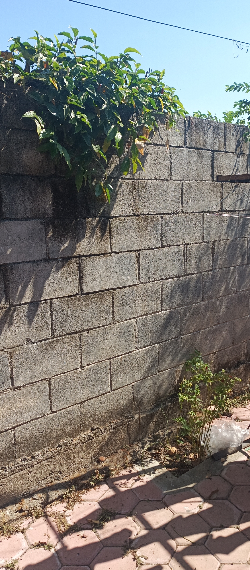 This image depicts a section of a gray cinder block wall in Arjasa, Indonesia. Lush green foliage cascades over the top of the wall on the left side of the frame, with some leaves appearing dry and yellowed. The wall itself shows signs of age and weathering, with darker streaks and discoloration visible in places. To the right of the wall, a small, sparsely leaved green bush grows near the ground, accompanied by a white plastic bag. The ground in the foreground is paved with hexagonal reddish-brown tiles, with shadows from overhead objects cast upon them. The sky above is clear and blue, with a thin black wire running horizontally across the upper portion of the image. The overall scene suggests an outdoor environment, possibly a backyard or alleyway, with a mix of natural and man-made elements.