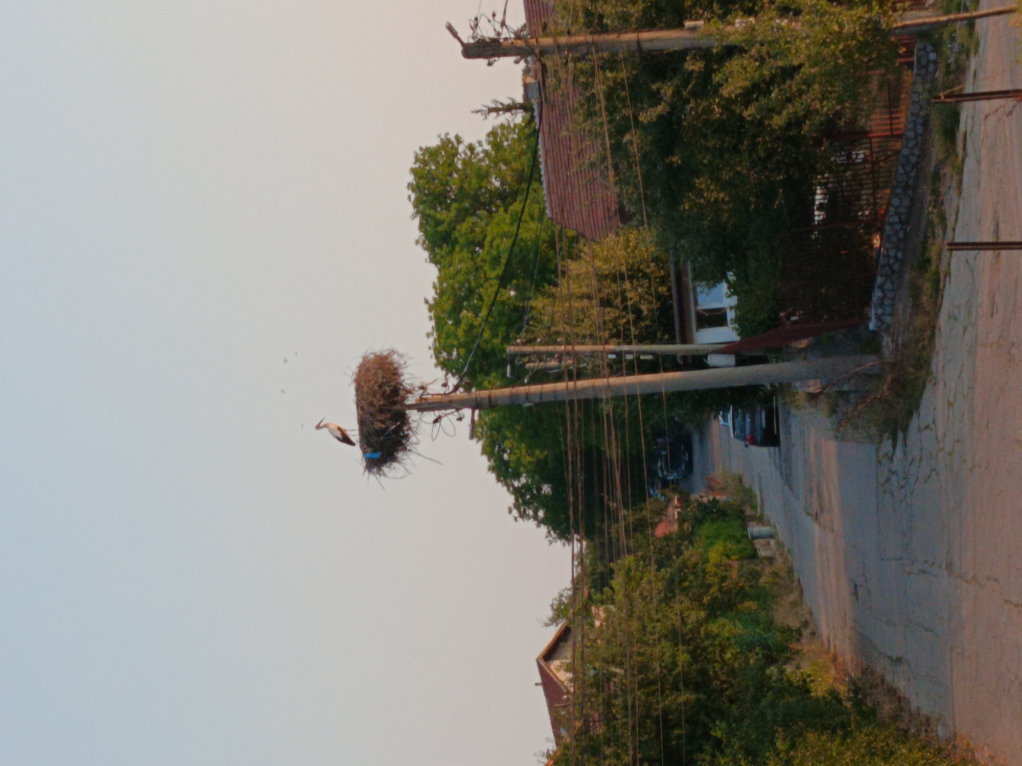 An outdoor, eye-level shot captures a tranquil scene in the city of Kralev Dol, Bulgaria, as a stork stands perched atop its nest, situated on a utility pole. The nest, a large, circular structure made of twigs and branches, is positioned against a backdrop of a pale, clear sky. Beneath the nest, a concrete utility pole supports the structure, with power lines extending horizontally across the frame.
The surrounding environment is characterized by lush greenery, with trees lining the sides of a paved road that winds its way uphill. Several houses with red-tiled roofs are visible amidst the trees, suggesting a residential area. Cars are parked along the roadside, and the road surface shows signs of wear and tear. The overall impression is one of a peaceful, rural setting, bathed in the soft light of what appears to be either early morning or late afternoon.
