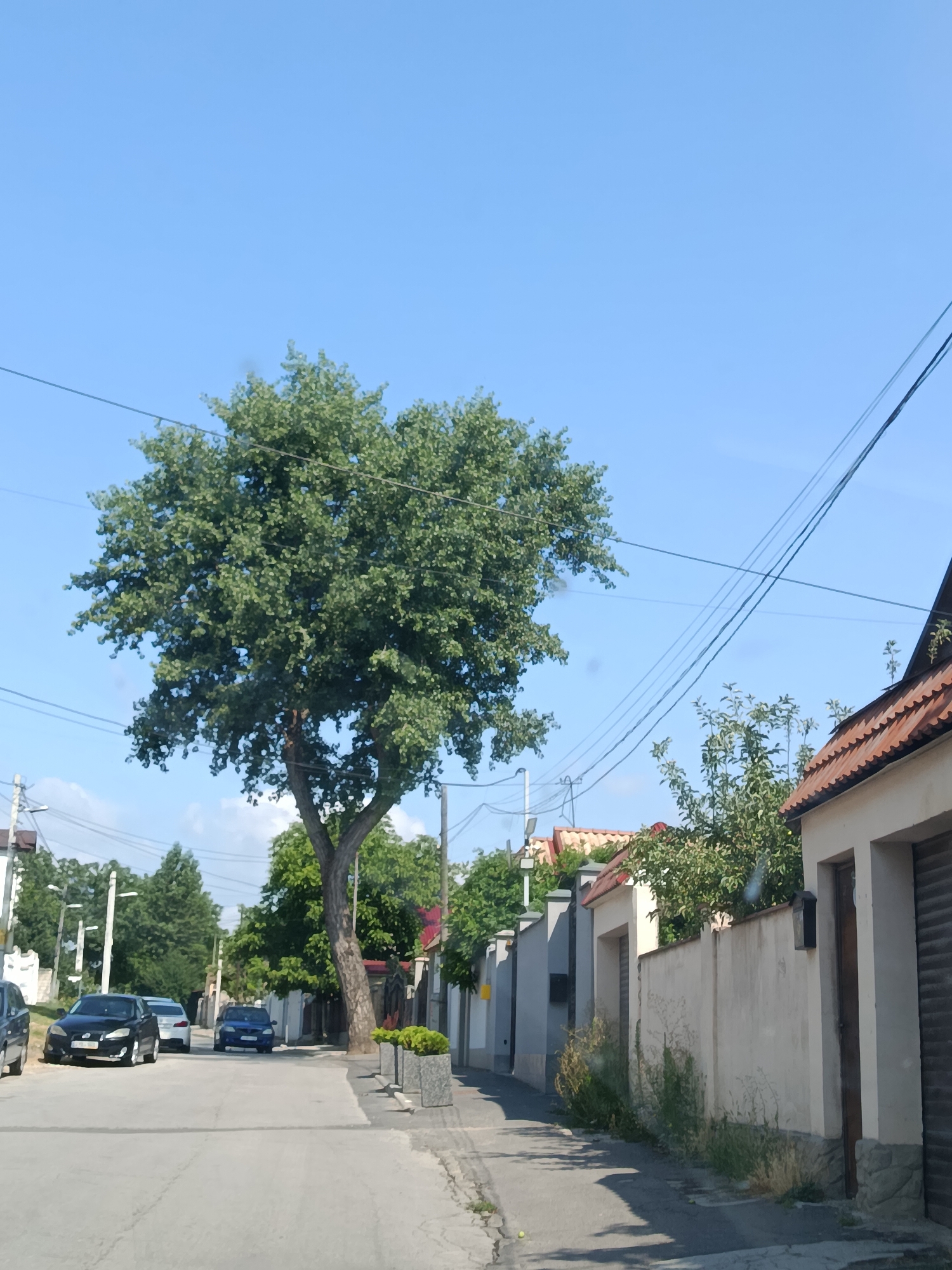 This is a daytime, eye-level, outdoor, horizontal shot of a street in Chișinău, Moldova, featuring a residential area. The sky is clear blue, with a few scattered clouds. A large, leafy green tree dominates the left-center of the frame, with its branches extending towards the sky and the right side of the image. Power lines are visible crisscrossing the sky above the tree and the street. The street itself is paved with asphalt and appears to be a residential road with cars parked on either side.
On the left side of the street, a black sedan is parked, and further down the road, a blue sedan is visible. The right side of the street is lined with a beige wall with a brown tiled roof extending above it. The wall has several garages or entrances with dark roller doors. Some overgrown vegetation is visible along the base of the wall. In the foreground, shadows are cast across the road, suggesting the sun is high in the sky. The overall impression is a quiet, suburban street scene.