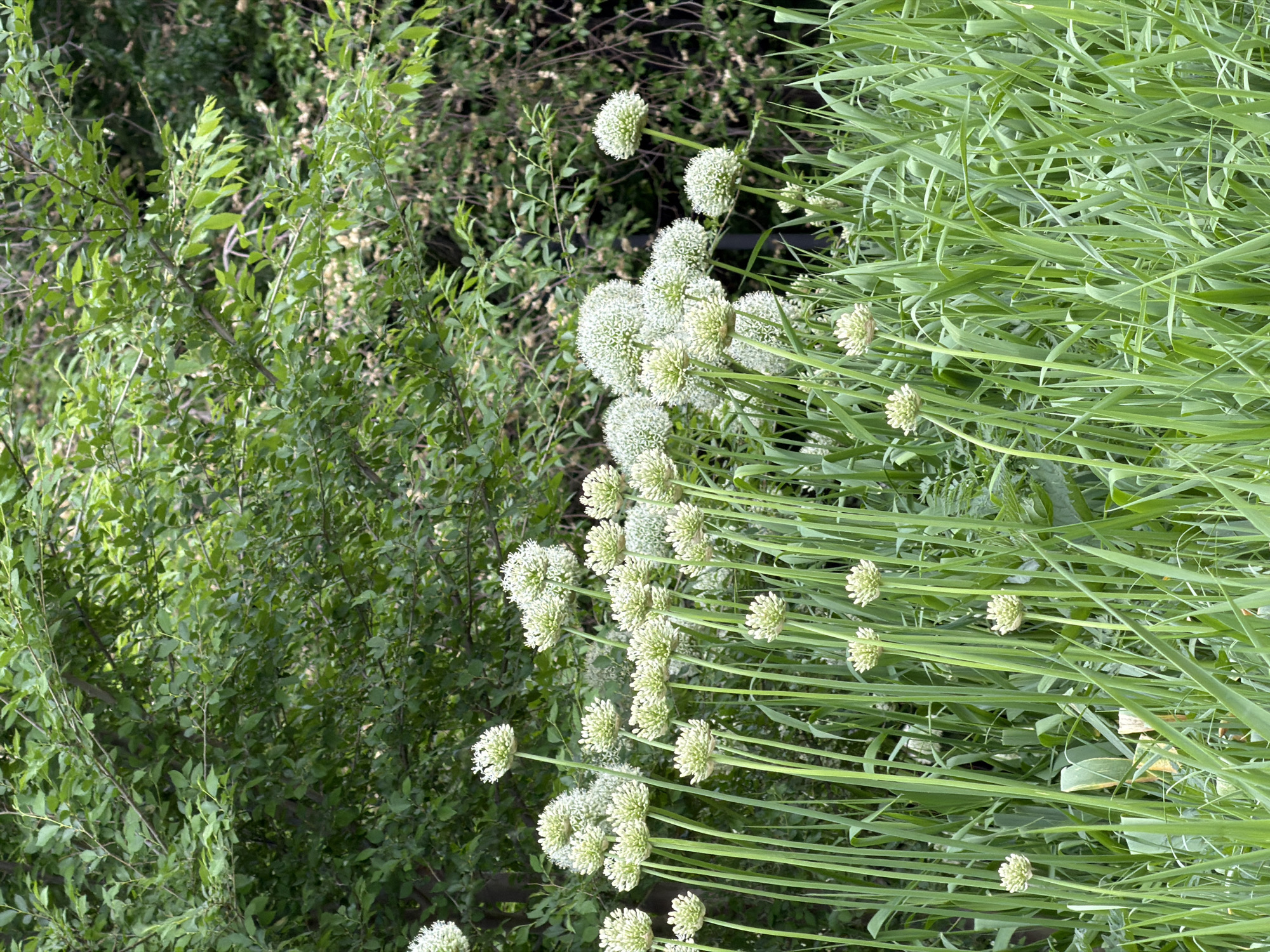 The image shows a patch of garden with two distinct types of vegetation. On the left is a dense green bush or shrub with small leaves. To the right, a taller growth of what appears to be wild onion or garlic with spherical clusters of white flowers atop long, slender green stems. The background is blurred, suggesting a garden or naturalized area possibly within an urban environment given the setting of Unknown, Unknown. No people or animals are visible in the shot.