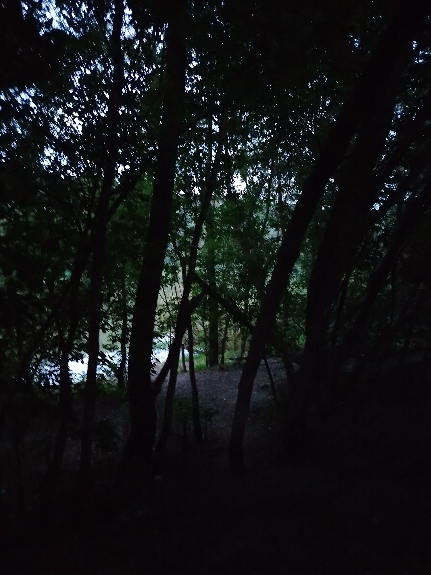The image depicts a dark forest scene with dense trees and foliage. The lighting suggests it is either dawn or dusk, with patches of light filtering through the canopy. In the background, a body of water, possibly a river or lake, is visible with a slightly brighter surface, reflecting the dim light. The ground appears to be covered in dirt and fallen leaves, with some sparse vegetation visible. The overall impression is one of a natural, wooded environment. The location is stated to be in the city of Novosibirsk, Russia. There are no people or animals visible in the image, and no actions or interactions are taking place.