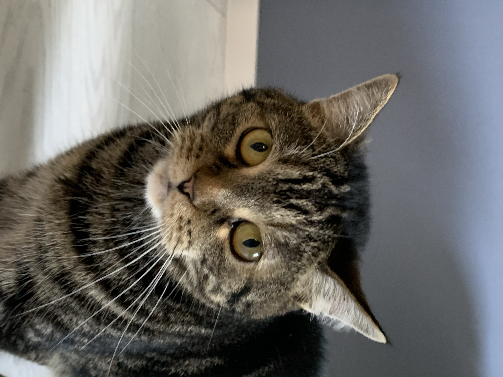 A close-up, eye-level, full-body shot features a tabby cat with yellow eyes and white whiskers looking directly at the camera. The cat's fur has a striped pattern of brown, black, and tan. The background is divided into two parts: the upper section is a solid, dark gray wall, and the lower section is a light-colored floor that appears to be tiled or made of wood planks. The lighting is soft and even, casting no harsh shadows. The image appears to have been taken indoors. There is no information to indicate the location within the city of Stavropol, Russia.