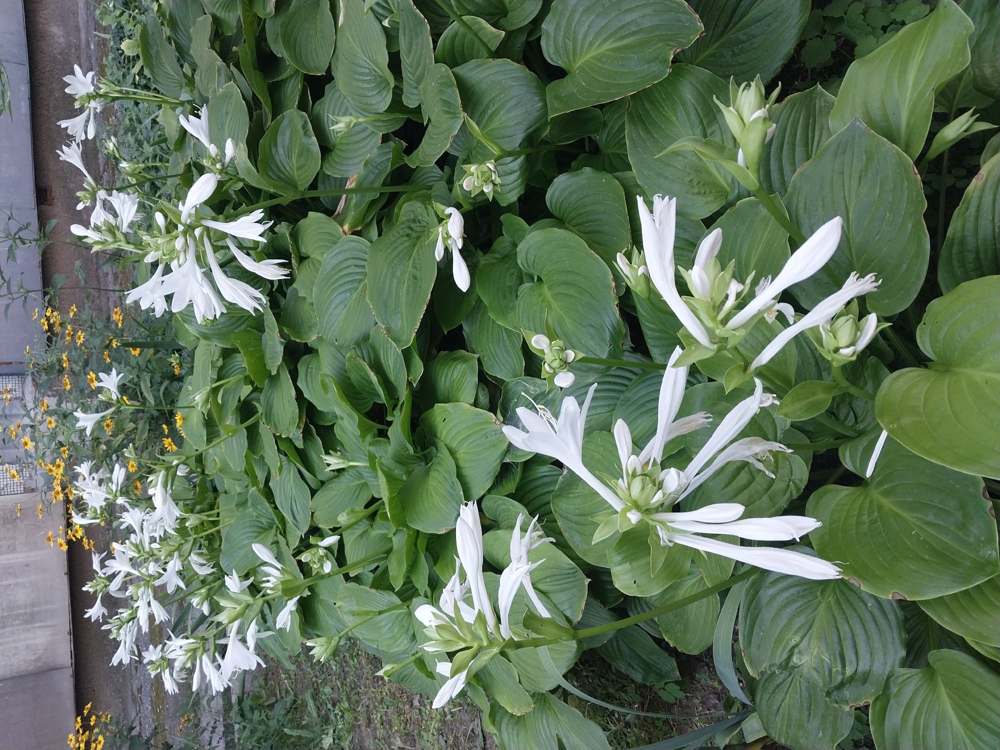 The image shows a dense cluster of hosta plants with large, heart-shaped green leaves. Several stalks of white, trumpet-shaped flowers rise from the foliage. In the background, a concrete wall and some yellow wildflowers are visible. The scene appears to be a garden bed in a city park or residential area. The presence of hosta plants and their typical blooming season suggests this photograph was taken during the summer months. Without additional information, it is not possible to pinpoint the exact location within Dnipro, Ukraine, however, hosta plants are common ornamental plants in urban green spaces.