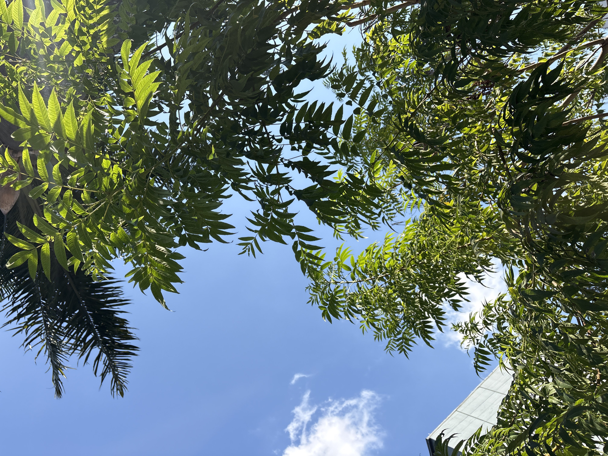 The image shows a view looking upwards at trees and a building against a clear blue sky with a few wispy clouds. Lush green foliage from multiple trees dominates the foreground and middle ground, with some leaves backlit by sunlight, creating a dappled effect. In the upper left quadrant, a palm frond is visible. To the lower left, a portion of a modern building with a light-colored, possibly metallic, facade is present. The overall impression is one of an urban environment with significant greenery. The scene is consistent with a location in São Paulo, Brazil, where such a juxtaposition of urban architecture and abundant vegetation is common.