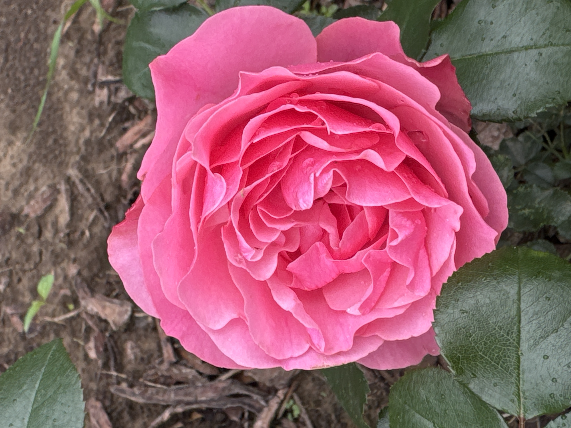 A close-up, overhead shot captures a vibrant pink rose bloom, its petals intricately layered and unfurling towards the center. Tiny water droplets are visible on the petals, suggesting recent rain or dew. Dark green rose leaves frame the bottom and left side of the bloom, providing a contrast to its bright color. The background is a soft focus of brown soil and scattered organic matter, like mulch or twigs. No people or man-made objects are present. The image does not provide any specific information about its location within Steklyannyi, Russia.