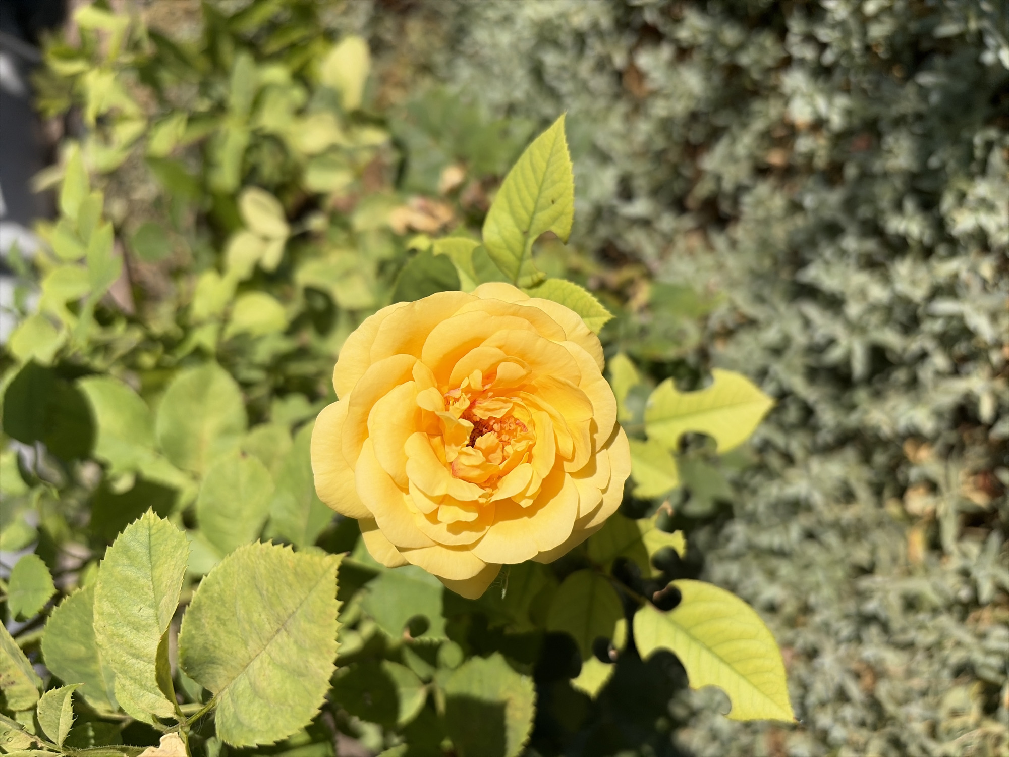 A single, fully bloomed yellow rose is the central subject of this image, positioned slightly to the left of the frame. The rose is vibrant and detailed, with many layered petals. It is surrounded by lush green leaves, some of which are in sharp focus, while others are softly blurred in the background. The ground beneath the rose bush is covered in a textured, light-colored foliage, creating a soft, out-of-focus carpet. The scene appears to be in a garden or outdoor setting. The image does not contain any people or actions. The location in Oxentea, Moldova is not depicted in the image itself.