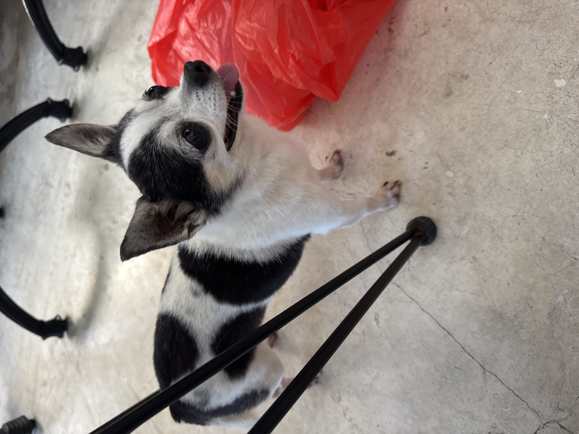 A black-and-white chihuahua stands on a concrete floor. A crumpled red plastic bag rests beside it. The leg of a black chair is visible near the dog. The location is Ungasan, Indonesia.