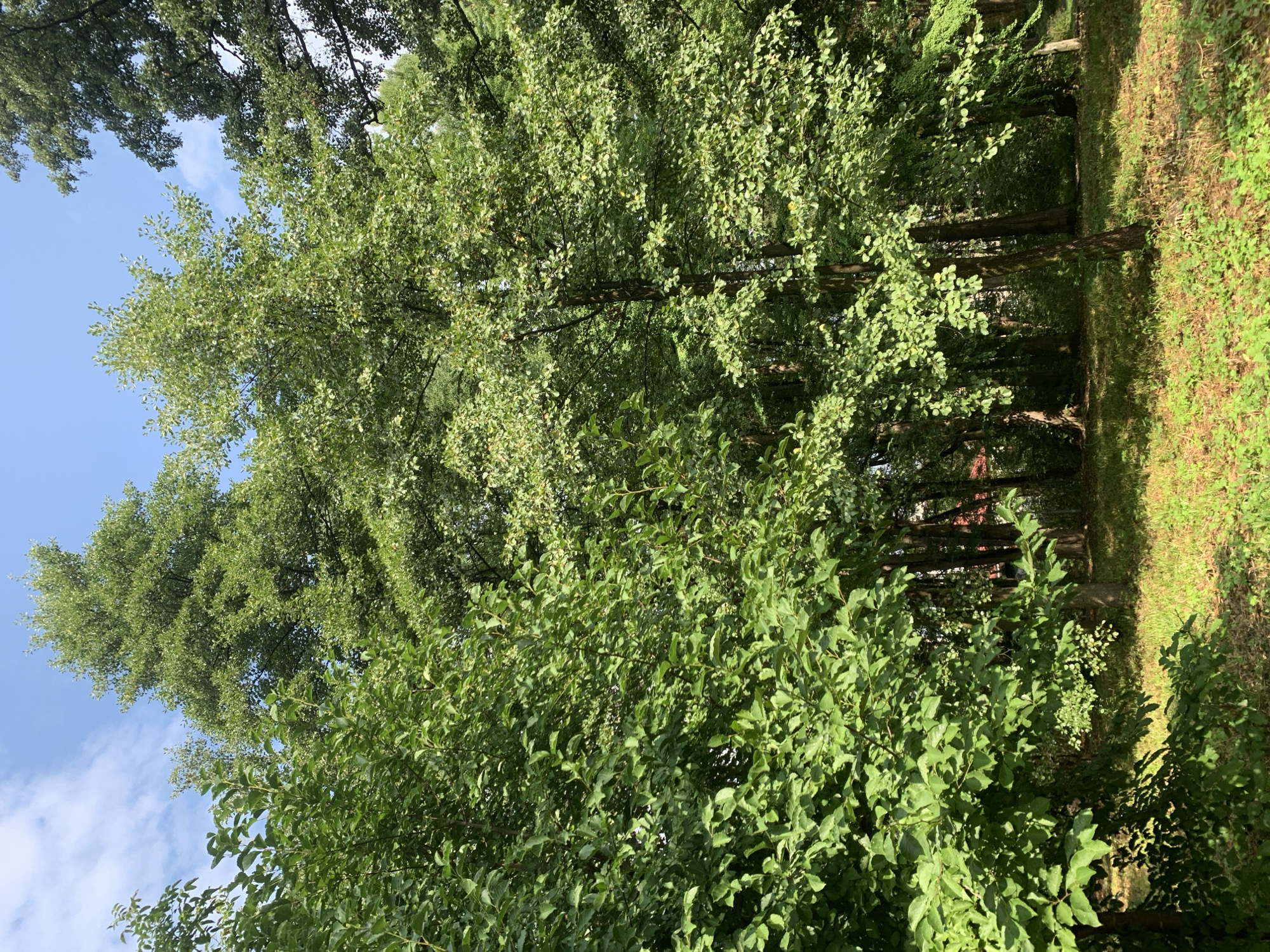 The image depicts a sunlit clearing in a park, characterized by lush green trees and a patch of mowed grass. The foliage is dense, with various shades of green indicating different tree species. Sunlight filters through the leaves, creating dappled shadows on the ground. The sky is visible in the upper portion of the image, a bright blue with a few wispy clouds. The overall impression is one of a tranquil, natural setting. The image does not contain any people or discernable man-made structures within the immediate vicinity that would definitively place it in Lviv, Ukraine. However, the presence of mature trees and well-maintained grassy areas is consistent with urban parks found in many cities, including Lviv.