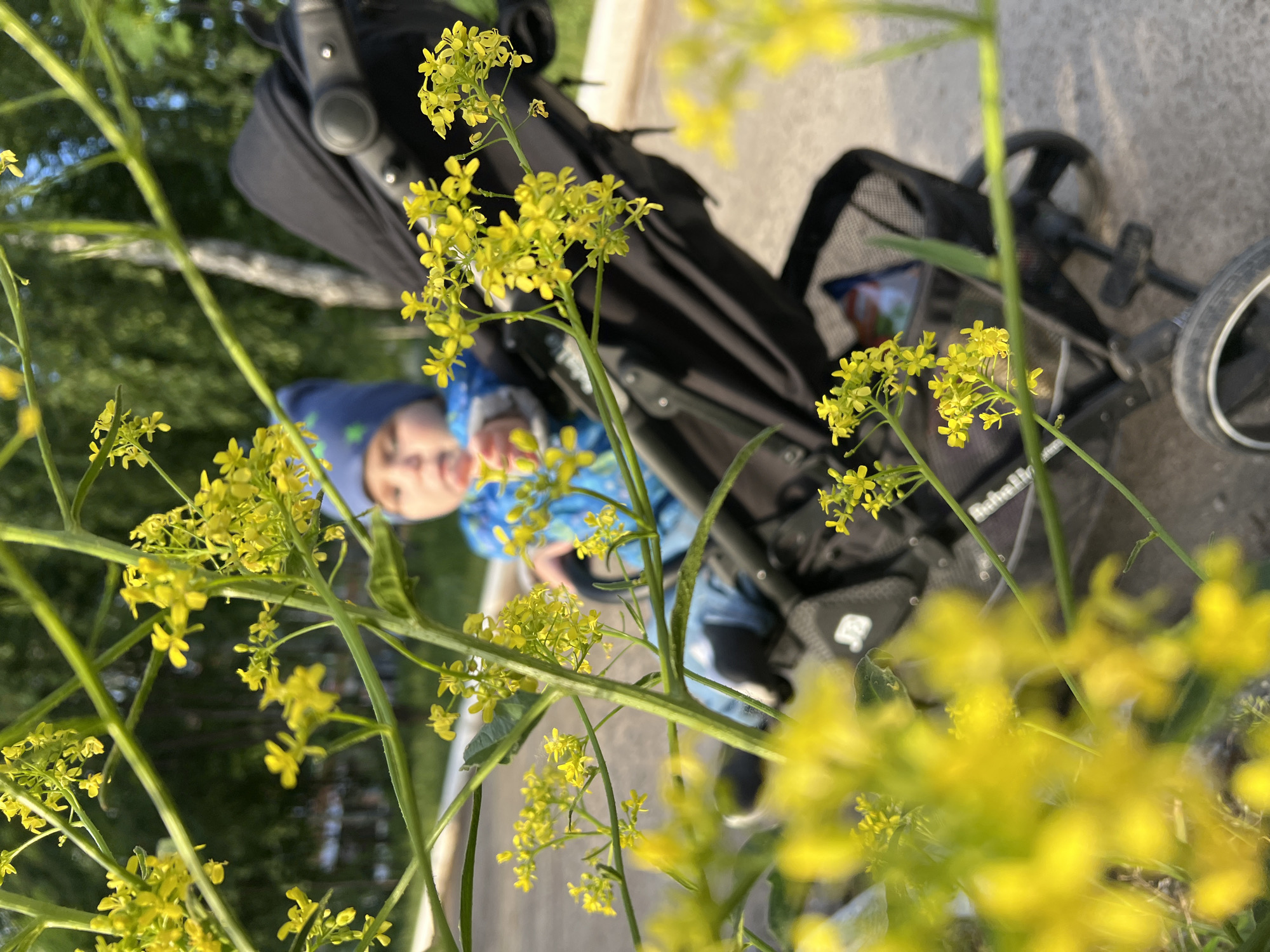 In Noviy, Russia, a child wearing a blue hat and a blue and green patterned shirt is seated in a black stroller. The view is partially obscured by tall green stems topped with small, clustered yellow flowers. The stroller is on a paved surface next to a grassy area.