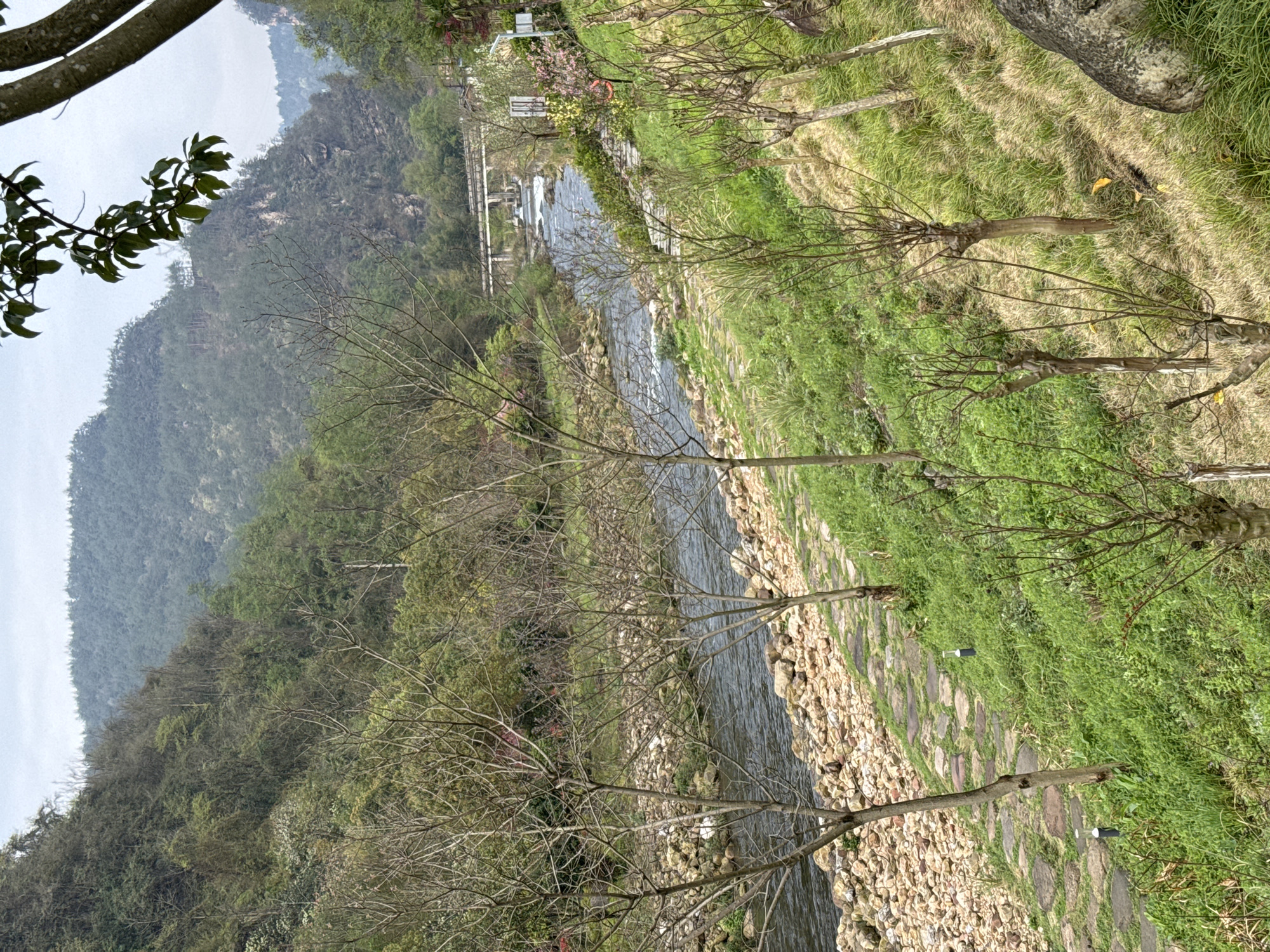 The image depicts a natural river valley scene in Wulingyuan, China, under an overcast sky. A river with dark, flowing water and visible rapids traverses the middle ground, its banks heavily lined with numerous light-colored, irregular rocks and pebbles. A narrow, winding stone-slab pathway runs along the right bank, where several small, dark cylindrical ground lights are embedded. The foreground and mid-ground feature numerous deciduous trees with bare branches, interspersed with vibrant green grass, low shrubs, and patches of drier, lighter-colored grass on the sloping terrain. Some trees on the right bank display early pink and yellow blossoms. In the mid-distance, a multi-arched, light-colored concrete bridge spans the river. Near the bridge on the right bank, a white informational sign and a red life buoy are mounted on posts. The background is dominated by large, mist-shrouded mountains densely covered with lush green forests. No individuals are present in the scene.