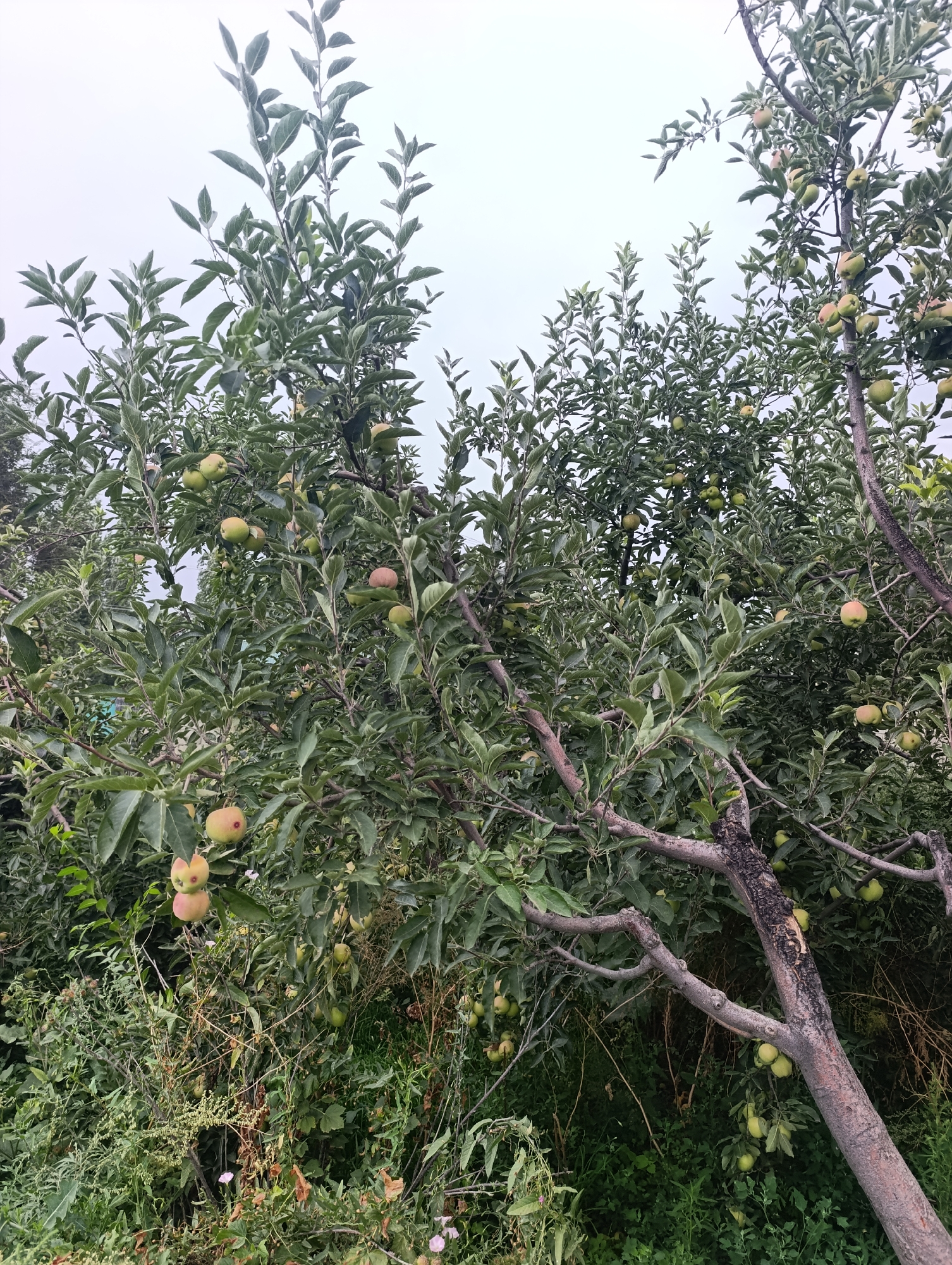 An overhead shot shows an apple tree laden with green and red apples under a cloudy sky in Amanbaev, Kyrgyzstan. The tree is heavy with fruit, with apples visible on branches throughout the frame. The leaves are a lush green, and the branches are thick with foliage. The ground below is covered in dense vegetation, including tall grasses and smaller plants. A thick trunk of the tree is visible, with a few broken branches. The overall impression is one of abundance and nature.