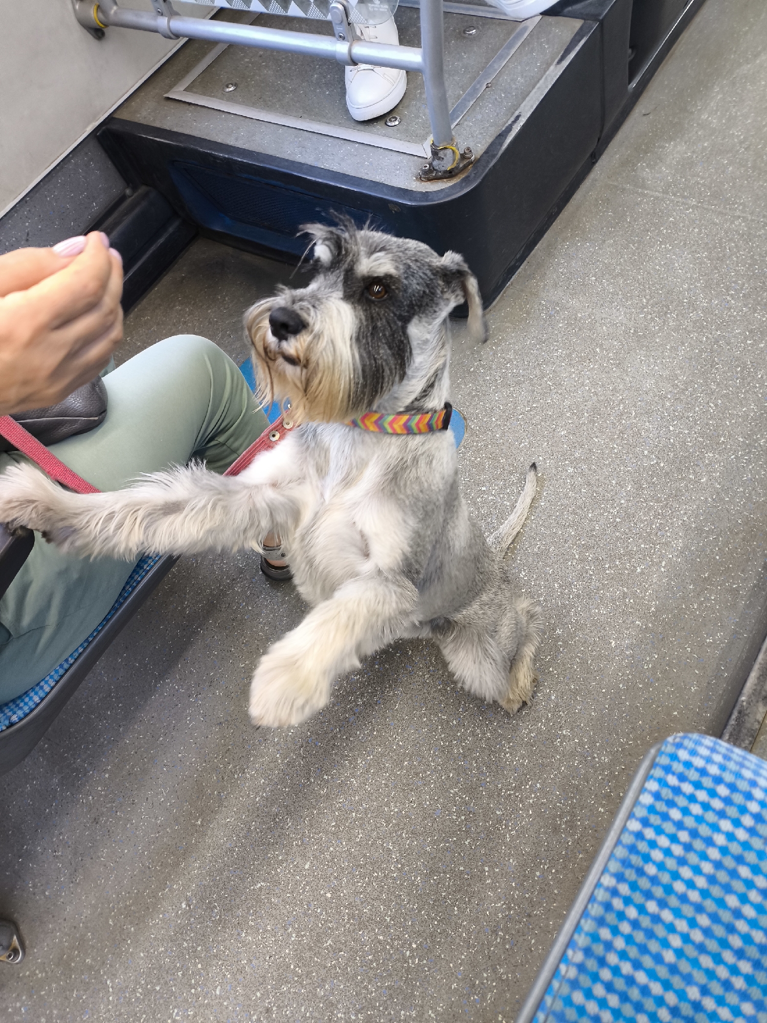 A medium shot captures a Miniature Schnauzer dog, predominantly gray and white with distinctive eyebrows and beard, standing on its hind legs within what appears to be public transportation. The dog is wearing a colorful, braided collar and a red leash is visible. Its front paws are extended upwards, and its gaze is directed towards a person's hands, which are out of frame but implied to be offering a treat. The dog is positioned on a textured gray floor, with a blue and white checkered seat visible to the right. In the background, a silver metal pole and part of a black seating structure are present. The scene suggests an interaction between the dog and its owner or handler on a journey.