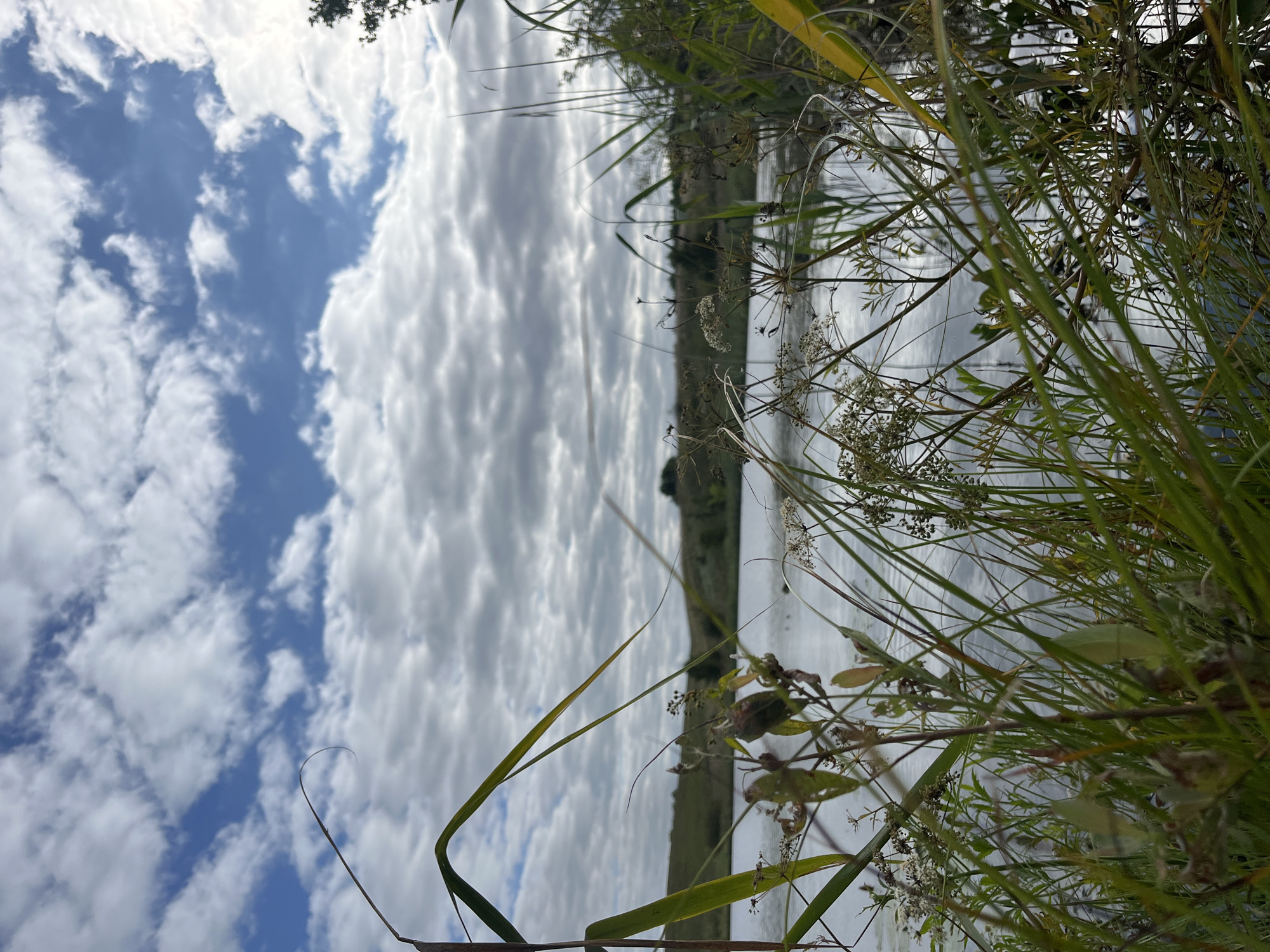A low-angle, medium shot captures a natural scene with a body of water in the foreground and a cloudy sky above. The water's surface is calm and reflects the sky, creating a muted, desaturated effect. Tall grasses and reeds dominate the immediate foreground, with their stalks and leaves obscuring the view of the water. Some of these plants are green and healthy, while others appear dry and wispy. Small, delicate white flowers are visible among the foliage. In the mid-ground, rolling hills covered in green vegetation can be seen on the opposite bank of the water. The sky is filled with a textured layer of grey and white clouds, with patches of blue peeking through. The overall impression is one of tranquility and a somewhat overcast, possibly late summer or early autumn, day. The location is identified as Navasyolkava Village Council, Belarus. There are no people or animals visible in the image.
