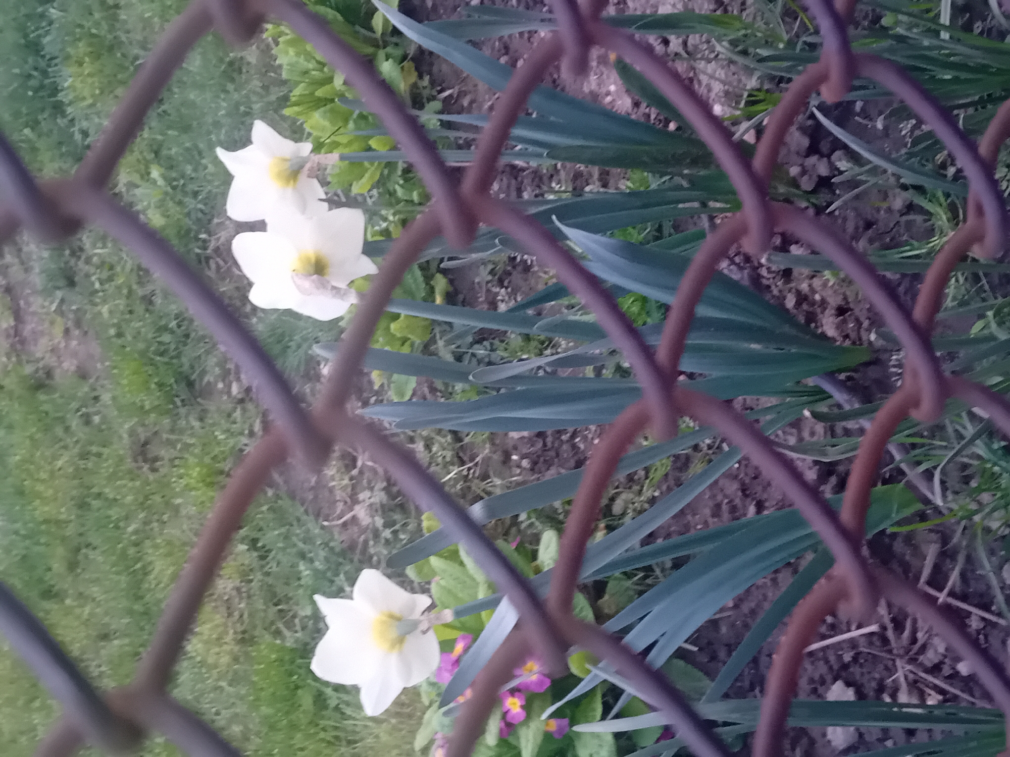 A low-angle shot captures a scene of two white daffodils and green blades of grass behind a brown chain-link fence. The flowers are fully bloomed, with yellow centers. The background is blurred, with patches of grass and soil visible. The location is unknown.