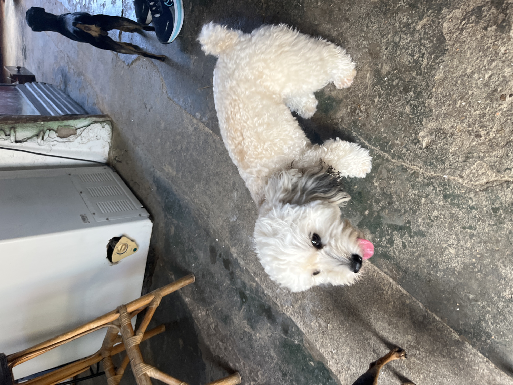 The image shows a fluffy, light-colored dog with its tongue sticking out, standing on a rough, grey concrete surface. The dog has dark eyes and greyish patches around its ears. In the background, a black dog with tan markings is visible, as well as a white appliance with a damaged circular opening on its side. A wooden chair with woven details is partially in the frame to the left. A pair of dark sneakers with light blue accents is on the ground in the upper right corner. The environment appears to be outdoors, possibly in a utilitarian or industrial area, with a weathered wall and corrugated metal structures visible in the background. The image was taken in Juan Griego, Venezuela.